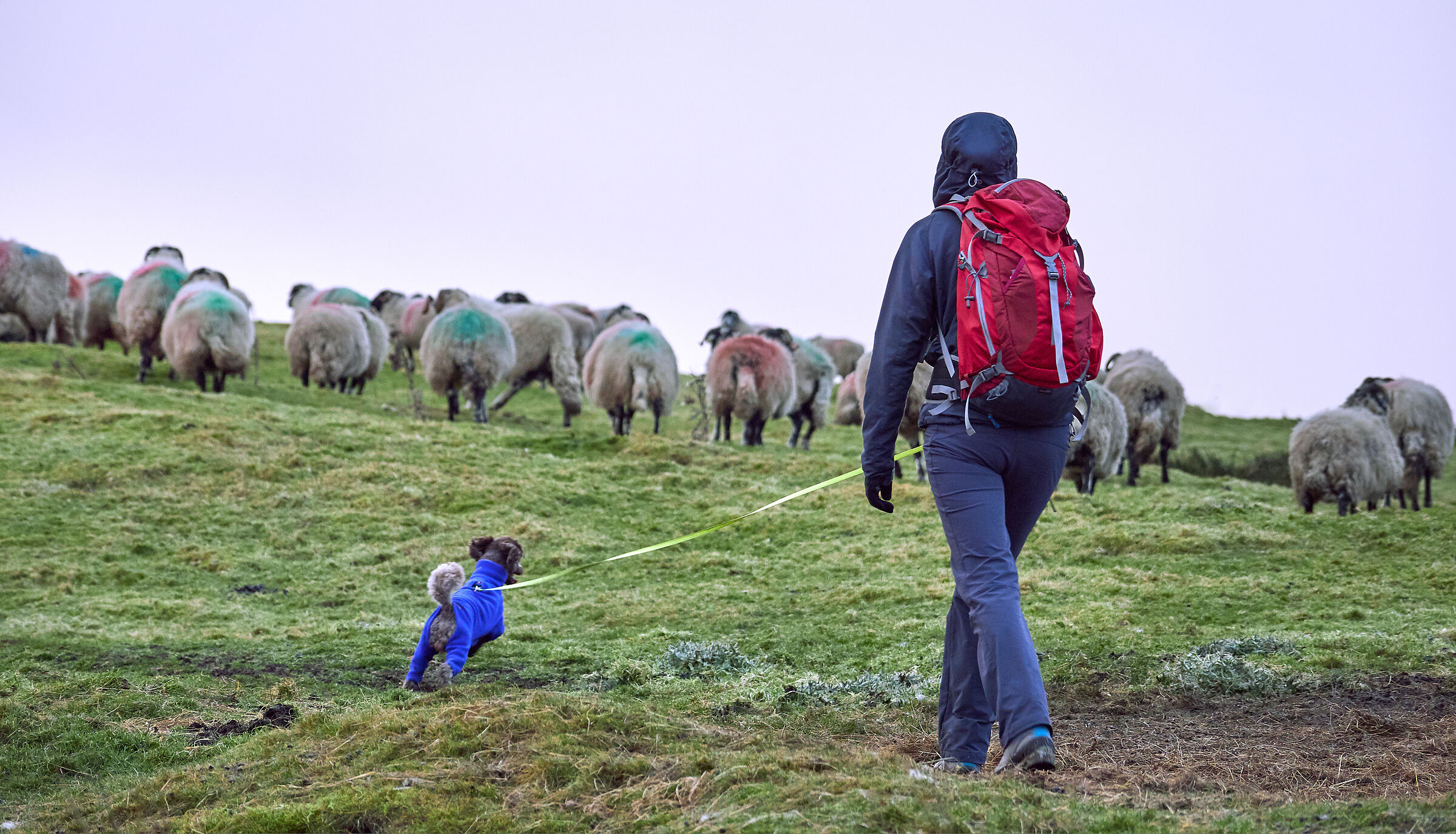 Eine Wanderin mit Hund an der Leine geht im Gebirge auf eine Schafherde zu. Teilweise wird befürchtet, dass es in Tourismusgebieten zu Problemen zwischen Herdenschutzhunden und Naturnutzern wie Wanderern oder Mountainbikern kommen könnte. (Foto: duncanandison/AdobeStock)
