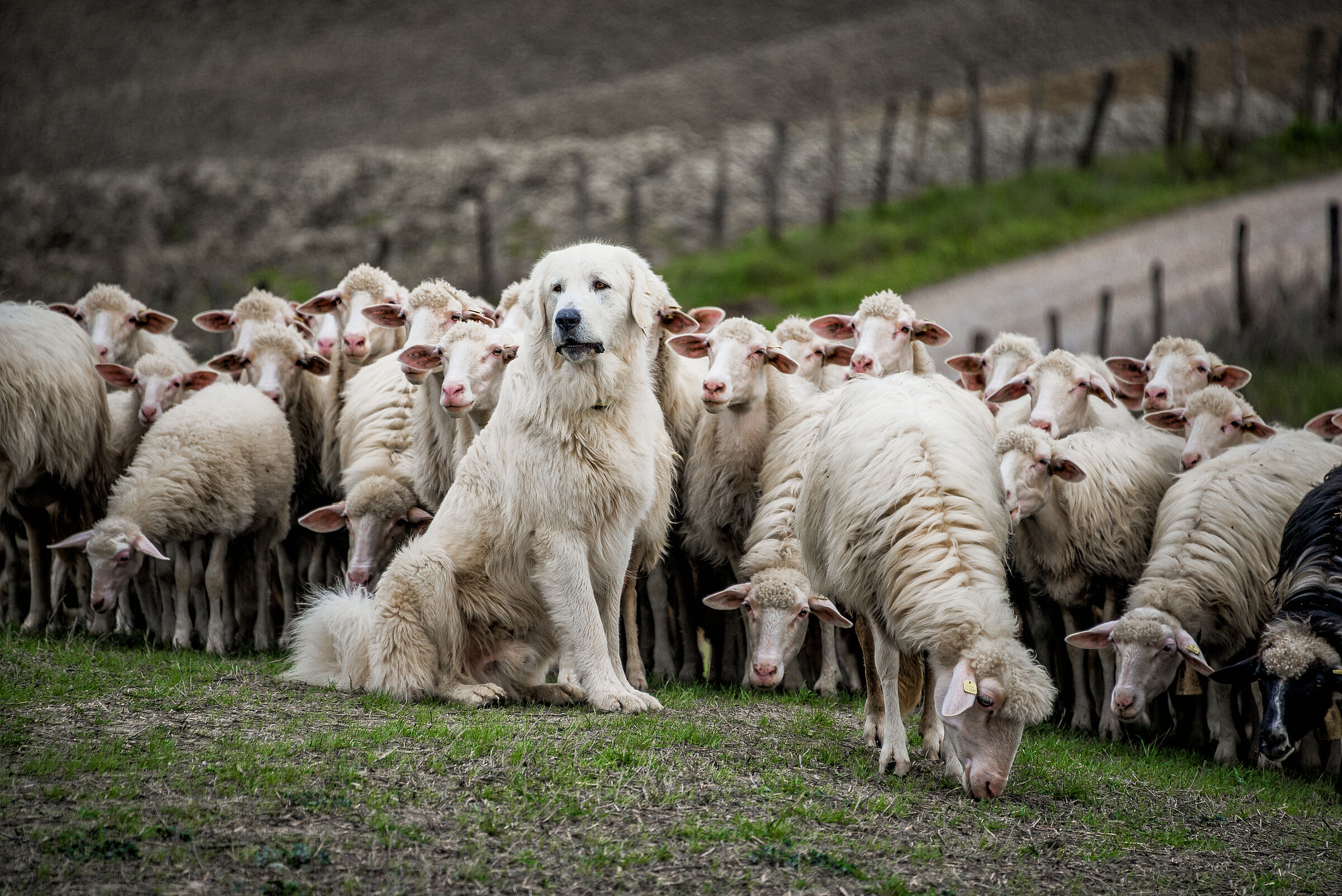 Ein Herdenschutzhund sitzt vor einer Herde Schafen. Herdenschutzhunde wachsen mit Schafen zusammen auf und betrachten sie als Artgenossen. (Foto: DenisaV/stock.adobe.com) 
