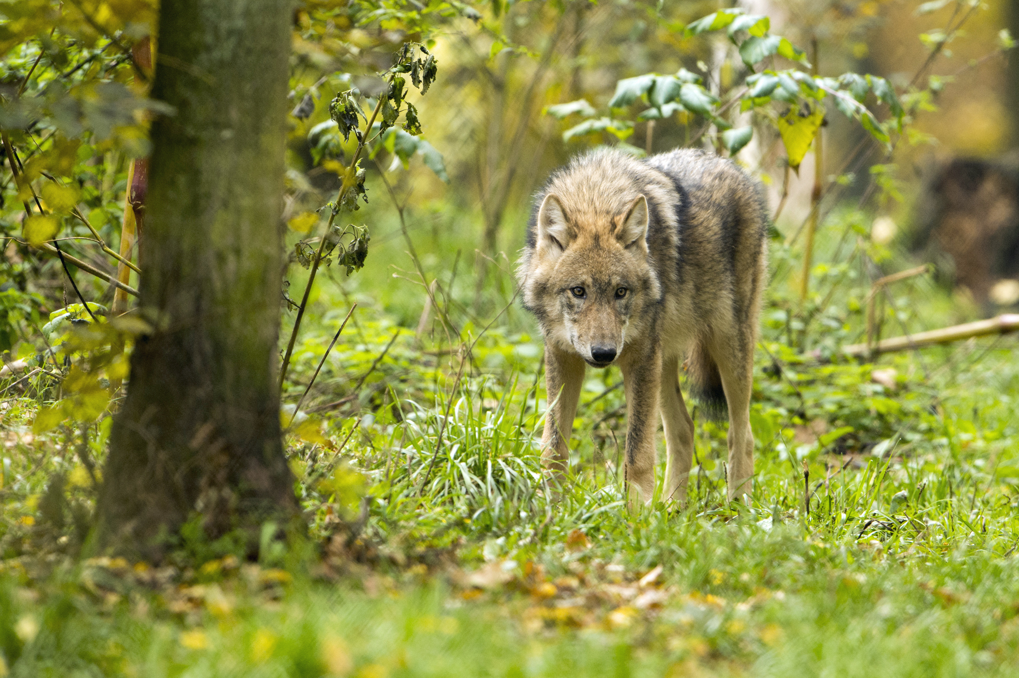 Ein Wolf steht im Wald und sieht mit gesenktem Kopf in die Kamera. Der Mensch gehört nicht ins Beuteschema des Wolfes. (Foto: Ralph Frank)