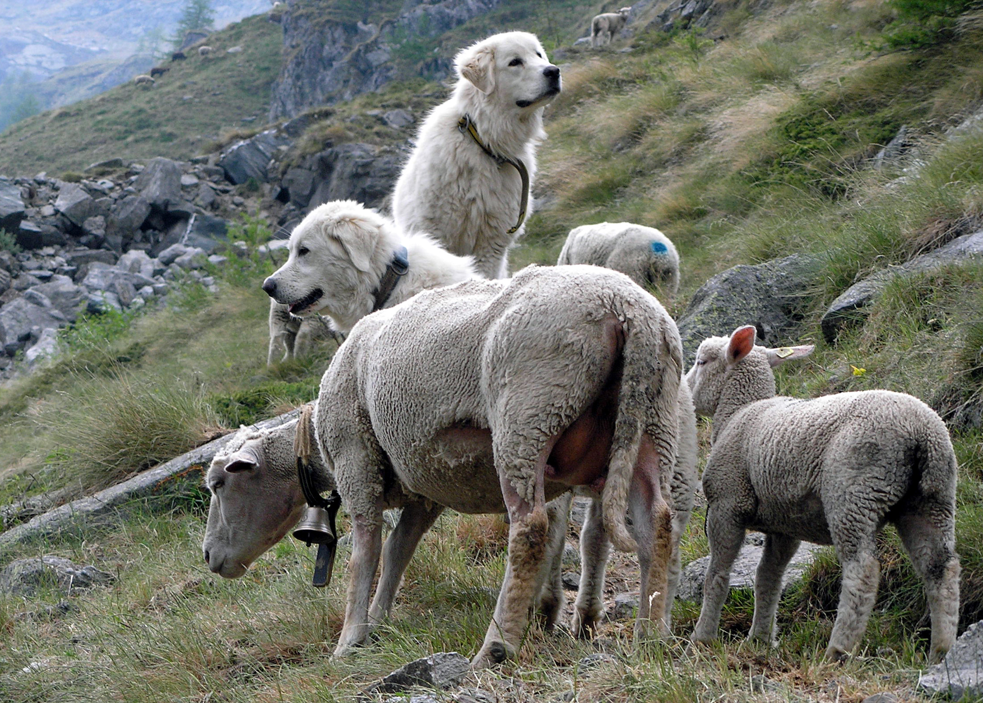 Zwei weiße Herdenschutzhunde bewachen Schafe im Gebirge. Der bayerische Staat fördert zwar die Anschaffungskosten für Zäune und Herdenschutzhunde, nicht aber die laufenden Unterhaltskosten. (Foto: Agridea)