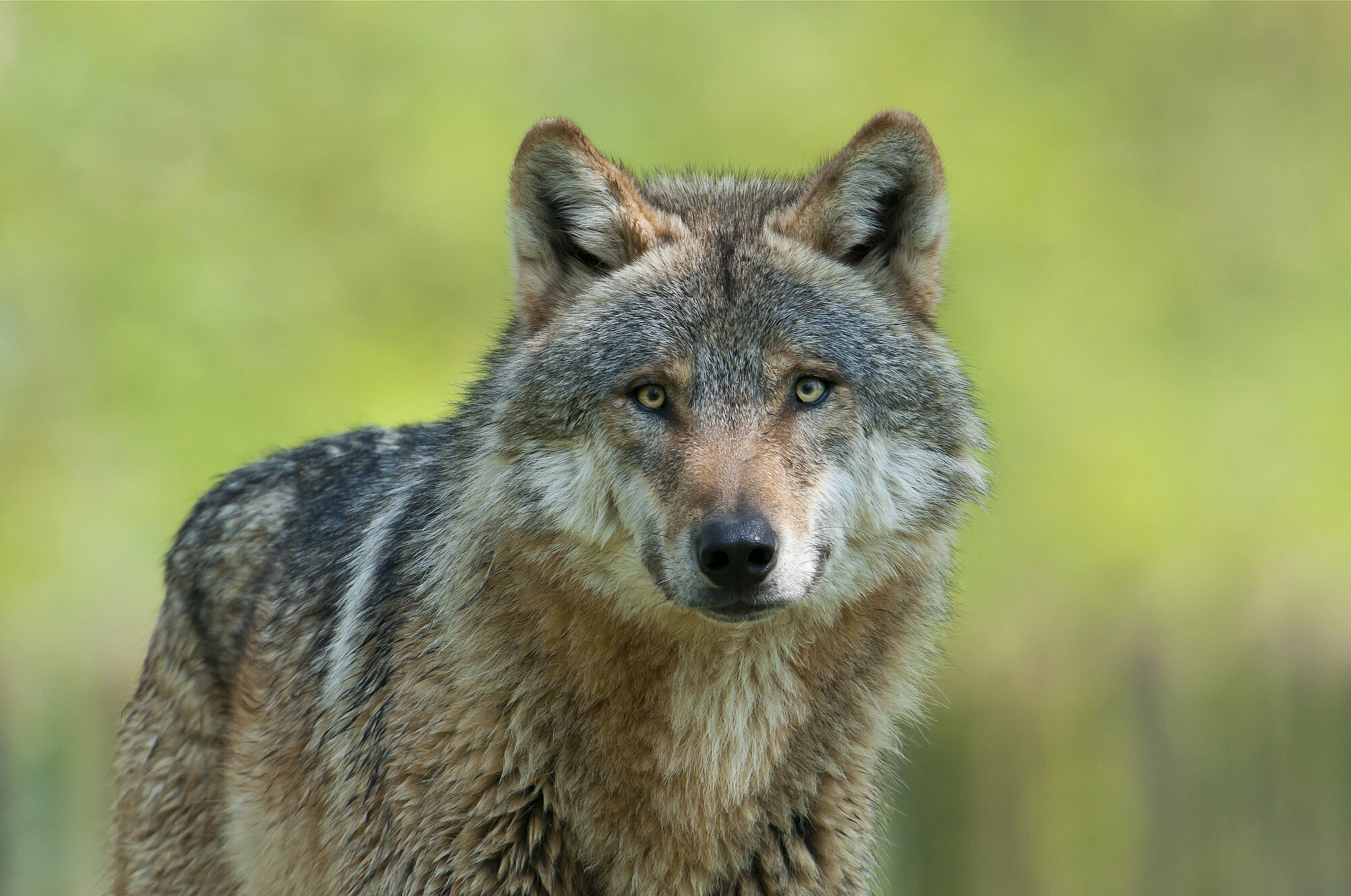 Wolf (Foto: Christoph Bosch)