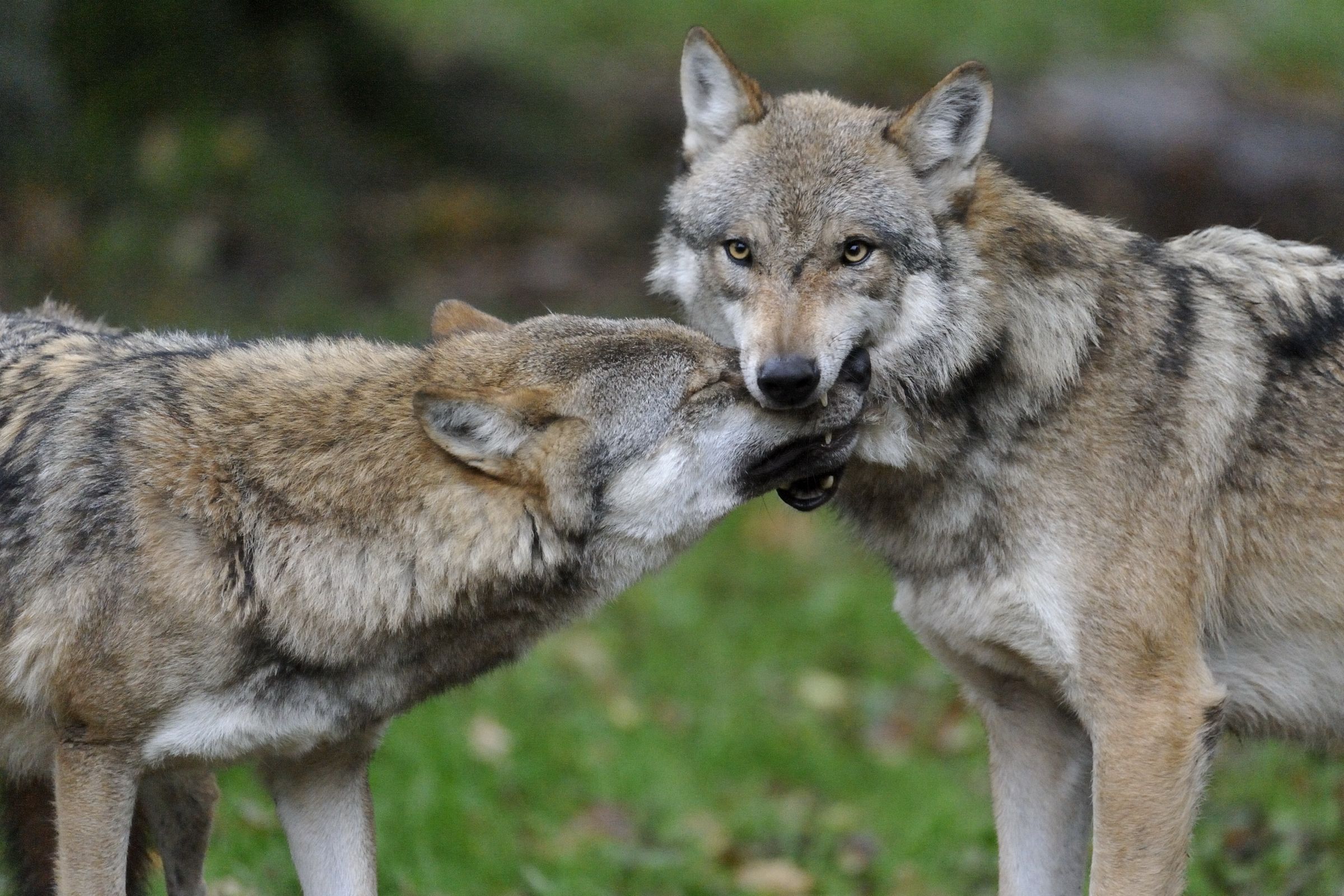 Ein Wolf hält die Schnauze eines zweiten Wolfes im Maul. Die Körpersprache ist bei Wölfen besonders stark entwickelt. (Foto: Ralph Frank)