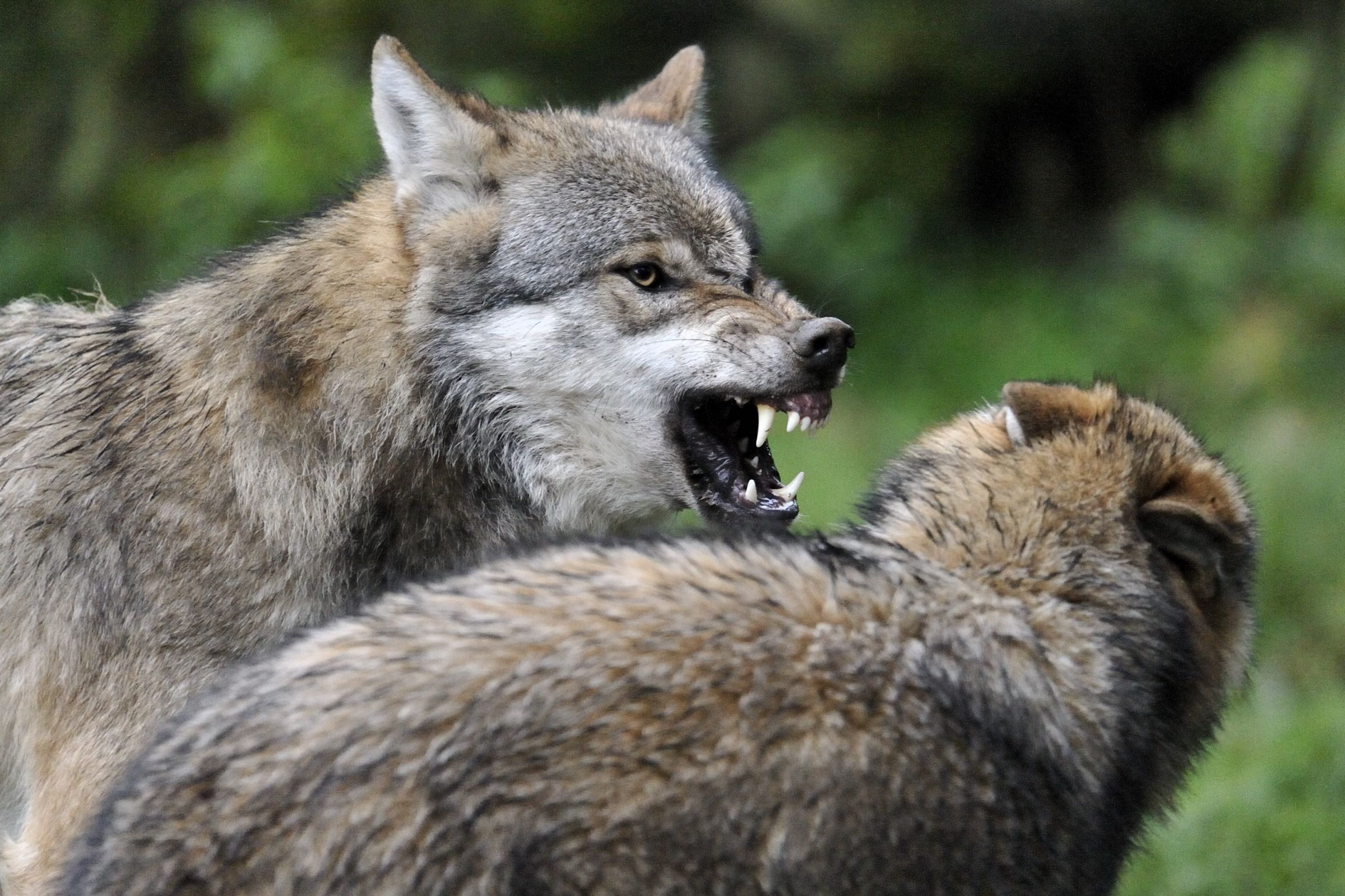 Ein Wolf mit geöffnetem Maul zieht die Lefzen hoch, ein zweiter Wolf duckt sich weg. Der hochgezogene Nasenrücken und die aufgestellten Ohren signalisieren Angriff. (Foto: Ralph Frank)