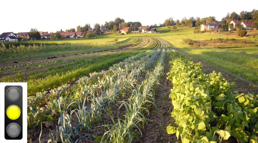 Ein Feld mit unterschiedlichen Gemüsesorten und eine Ampel, die auf Gelb steht. (Foto: Amrion Ruppaner, Ampel: kledesign/stock.adobe.com) 