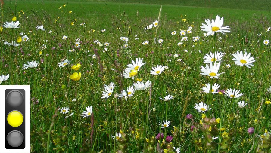 Eine Wiese mit vielen Wildblumen. Wenn Wiesen und Weiden schonend genutzt werden, beherbergen sie eine enorme Artenvielfalt. (Foto: Inge Steidl, Ampel: kledesign/stock.adobe.com) 