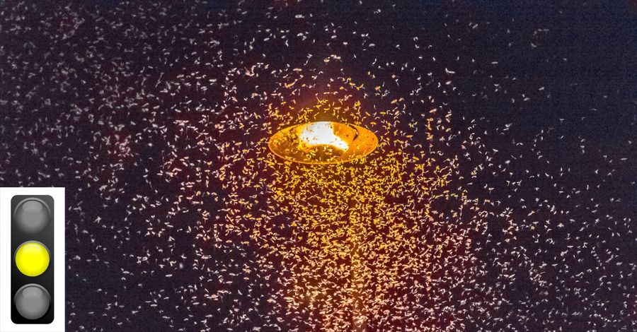 Eine Straßenlampe, die von unzähligen Insekten umschwirrt wird. Kunstlicht ist eine Todesfalle für viele Insekten. (Foto: Uncelsam/stock.adobe.com, Ampel: kledesign/stock.adobe.com) 