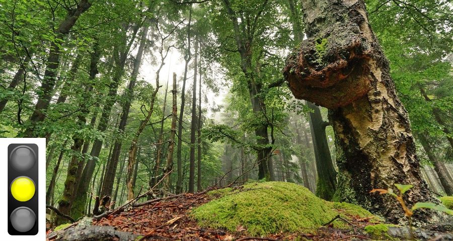 Ein Laubwald mit Totholz und Moosen und eine Ampel, die auf Gelb steht. Naturwälder sind artenreich und speichern viel Kohlendioxid. (Foto: Wolfgang Schödel, Ampel: kledesign/stock.adobe.com) 