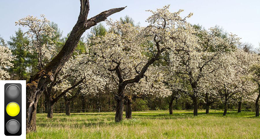Eine blühende Streuobstwiese und eine Ampel, die auf Gelb steht. Streuobstwiesen sind wertvoller Bestandteil einer artenreichen Kulturlandschaft. (Foto: Winrich Heidinger, Ampel: kledesign/stock.adobe.stock) 