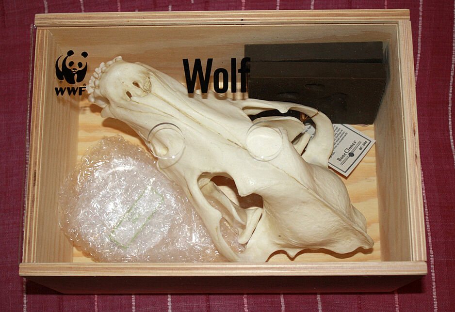 Artenschutzkoffer - Wolf (Foto: BN)