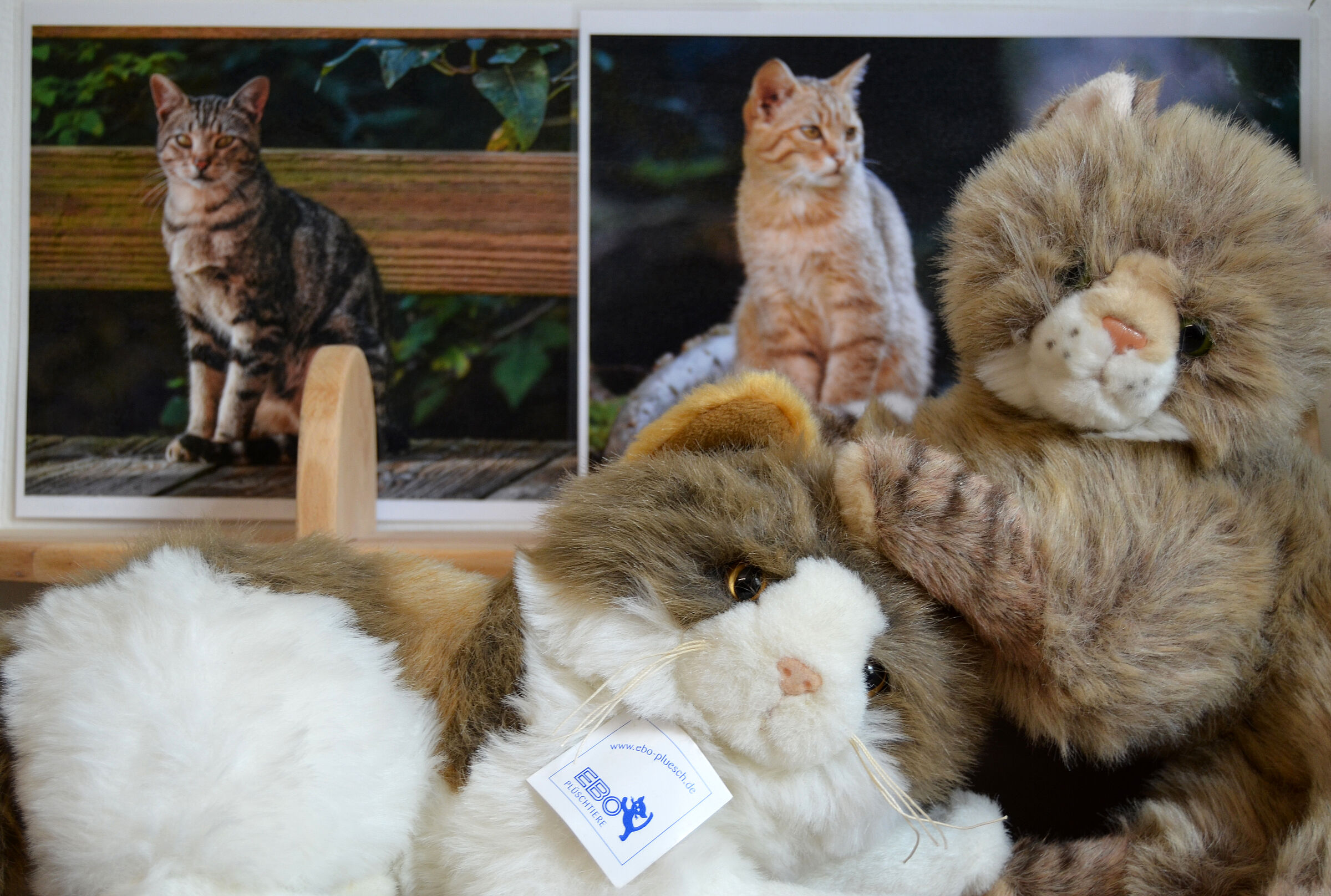 Wildkatze - Hauskatze (Foto: Sonja Kreil)