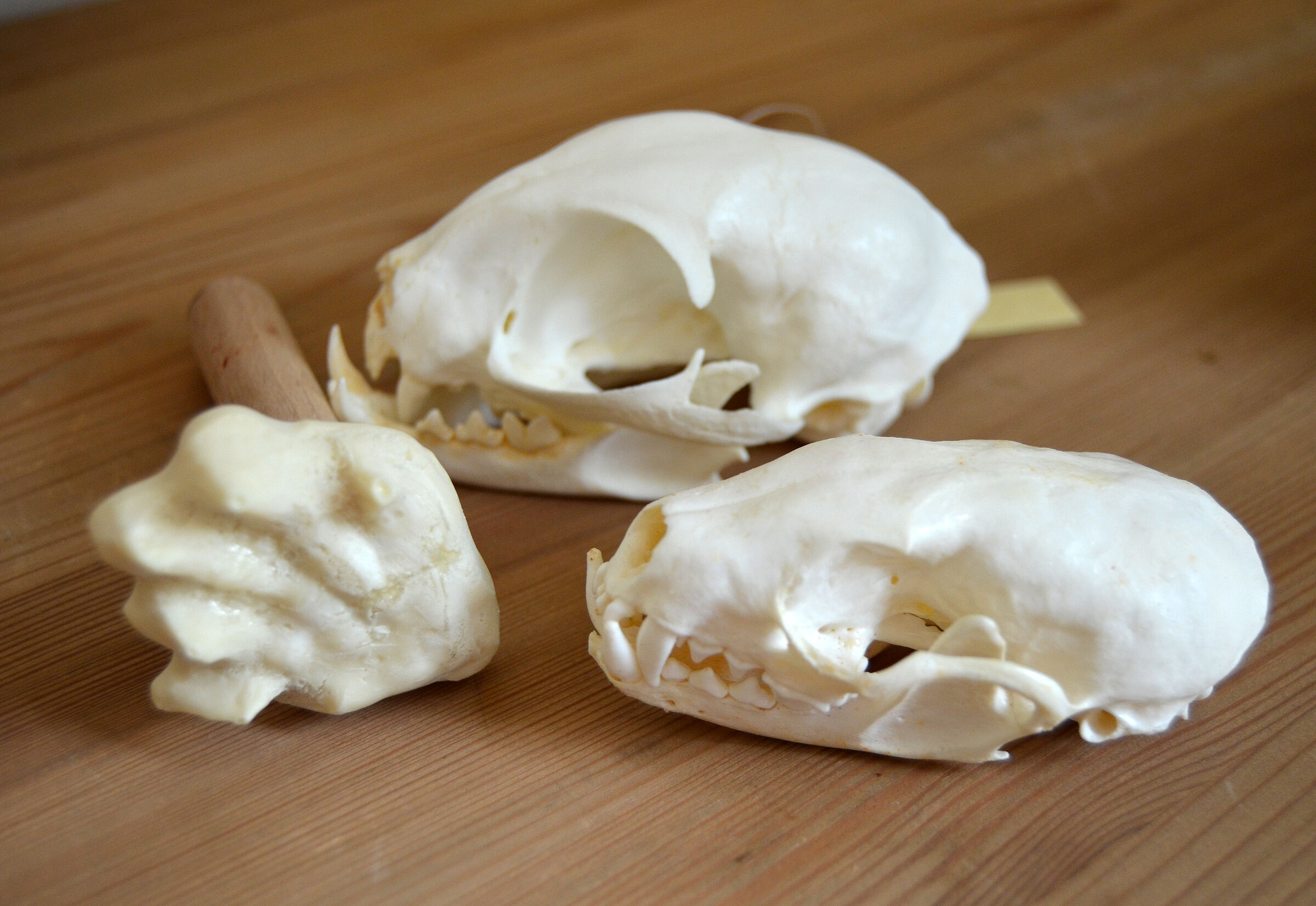 Wildkatzenschädel und Trittsiegel (Foto: Sonja Kreil)