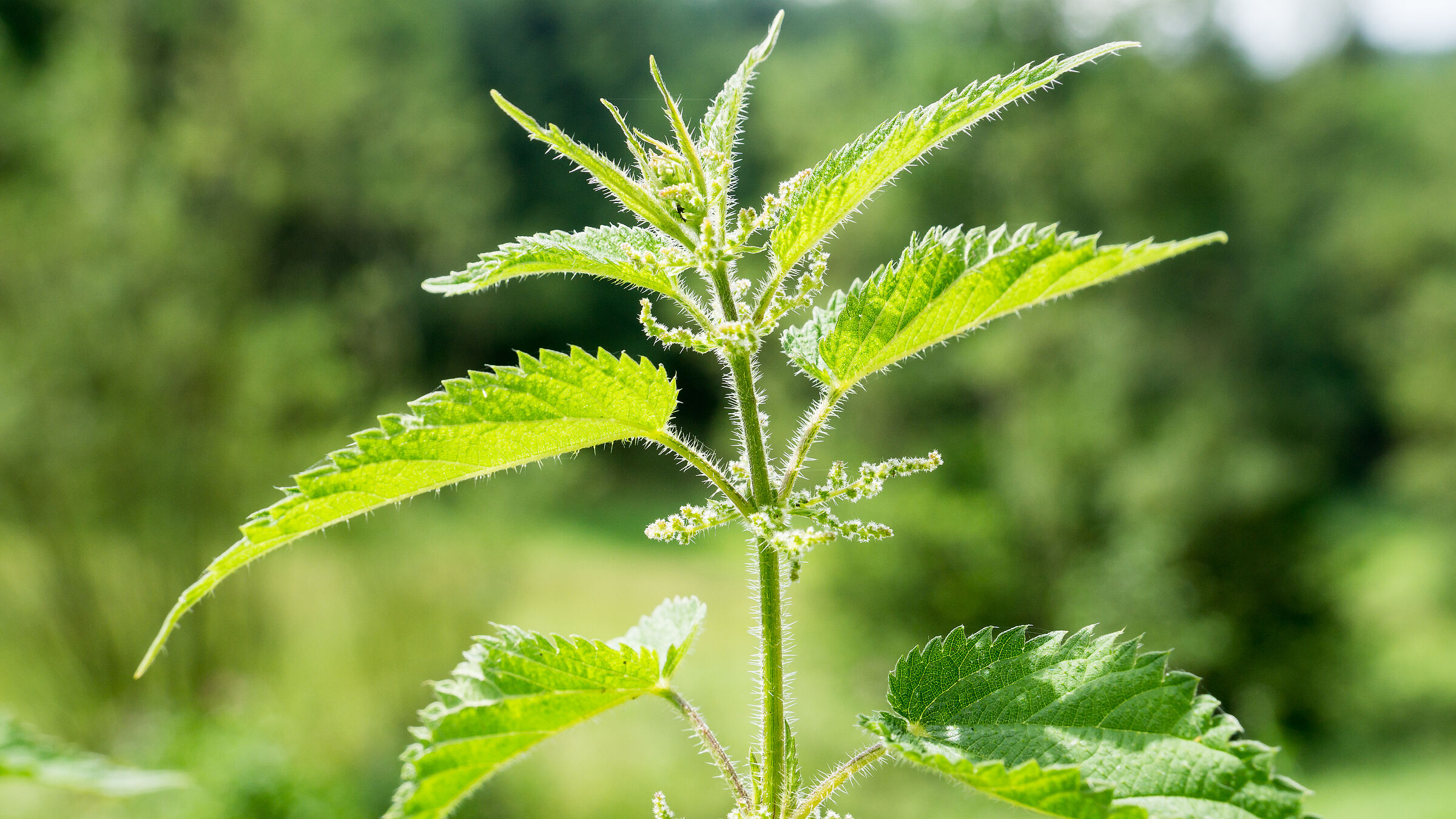 Brennnessel (Foto: fotoart-wallraf/adobe.stock.com)