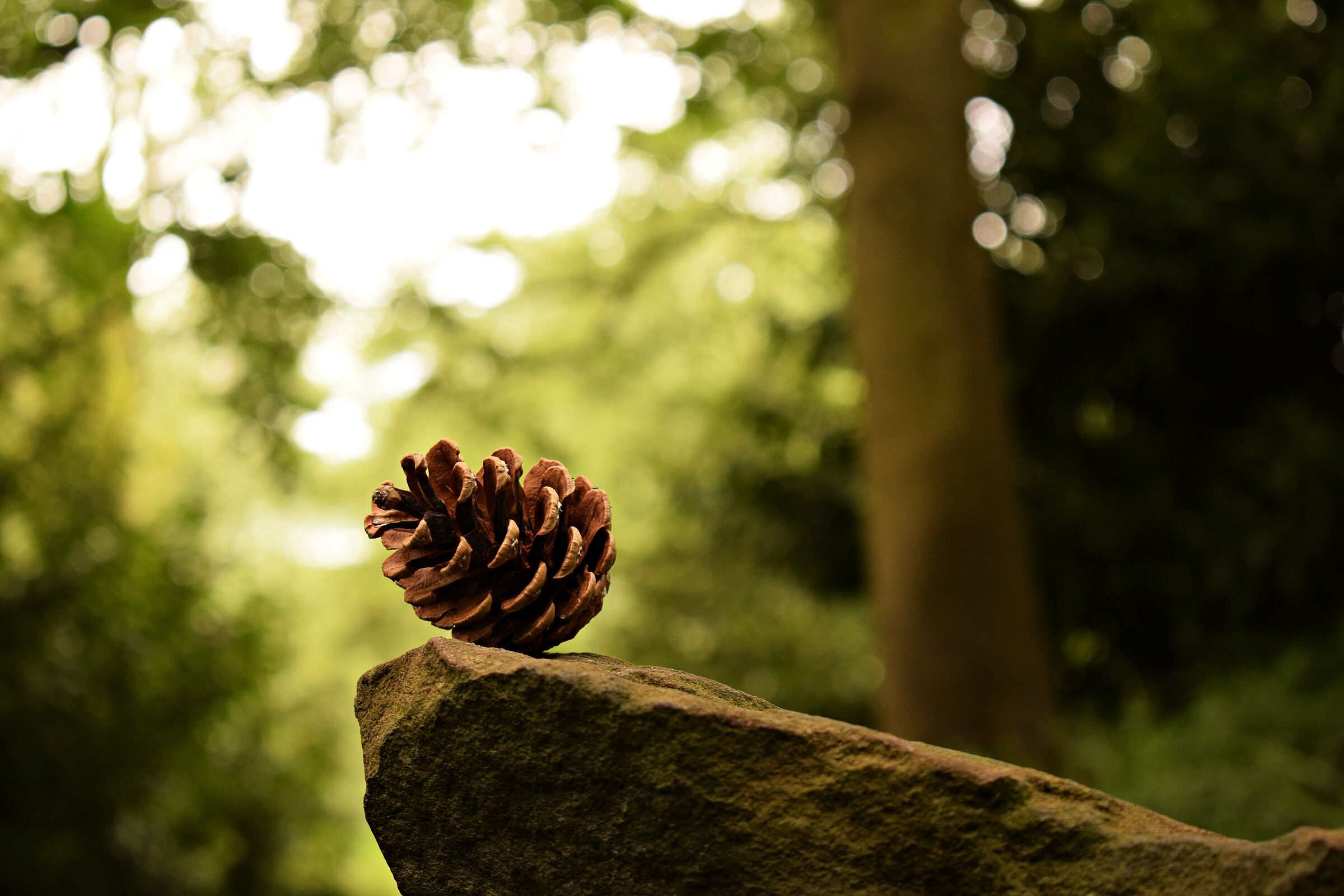 Kiefernzapfen (Foto: azurpk - stock.adobe.com)