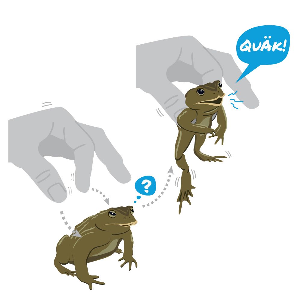 Illustration: Erdkröte Geschlecht bestimmen (Illustration: Marco Fischer/grafischer.com)