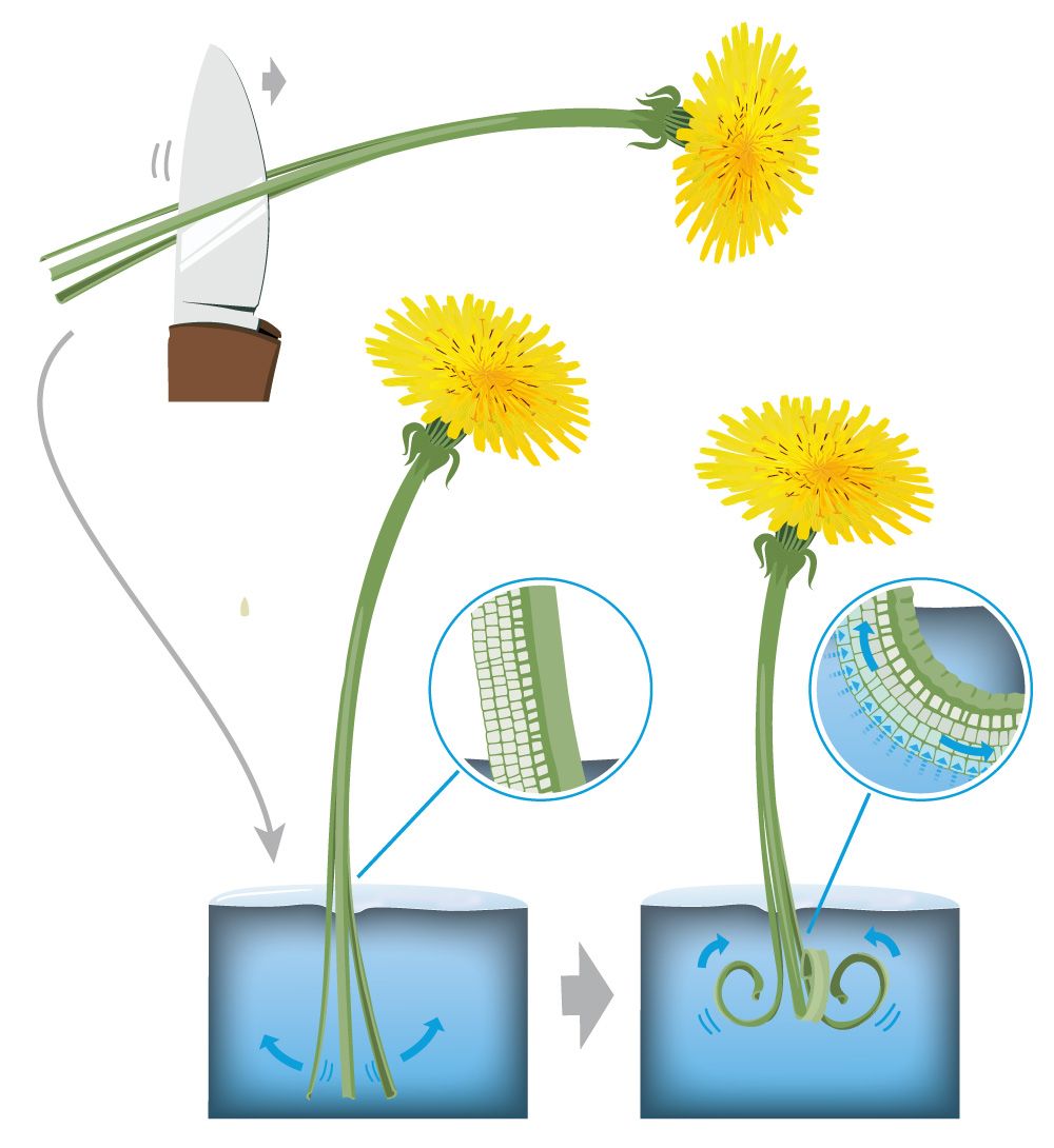 Anleitung Löwenzahnstengel kringeln lassen (Illustration: Marco Fischer/grafischer.com)