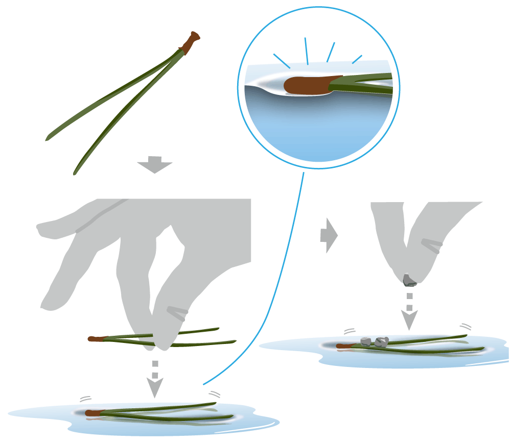 Kiefernnadeln auf einer Wasseroberfläche (Illustration: Amrco Fischer/grafischer.com)
