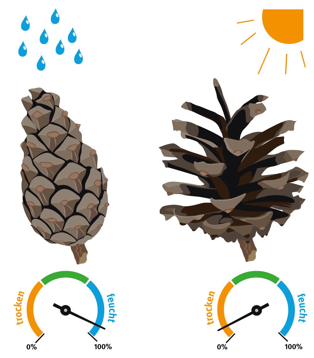 Zapfen-Wetterbericht (Illustration: Marco Fischer/grafischer.com)