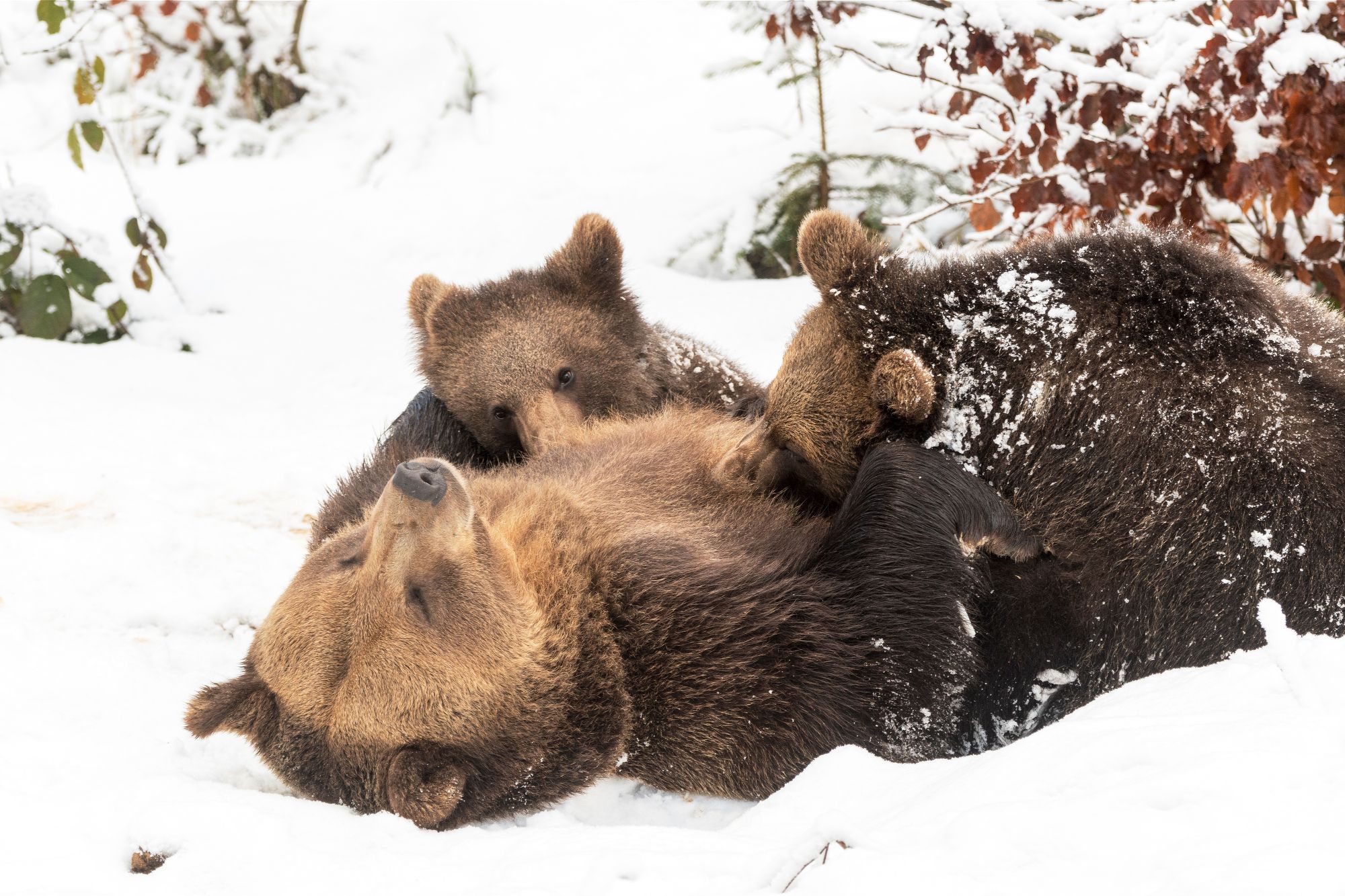 Eine Bärin säugt zwei Junge im Schnee (Bild: Xaver Klaussner/stock.adobe.com)