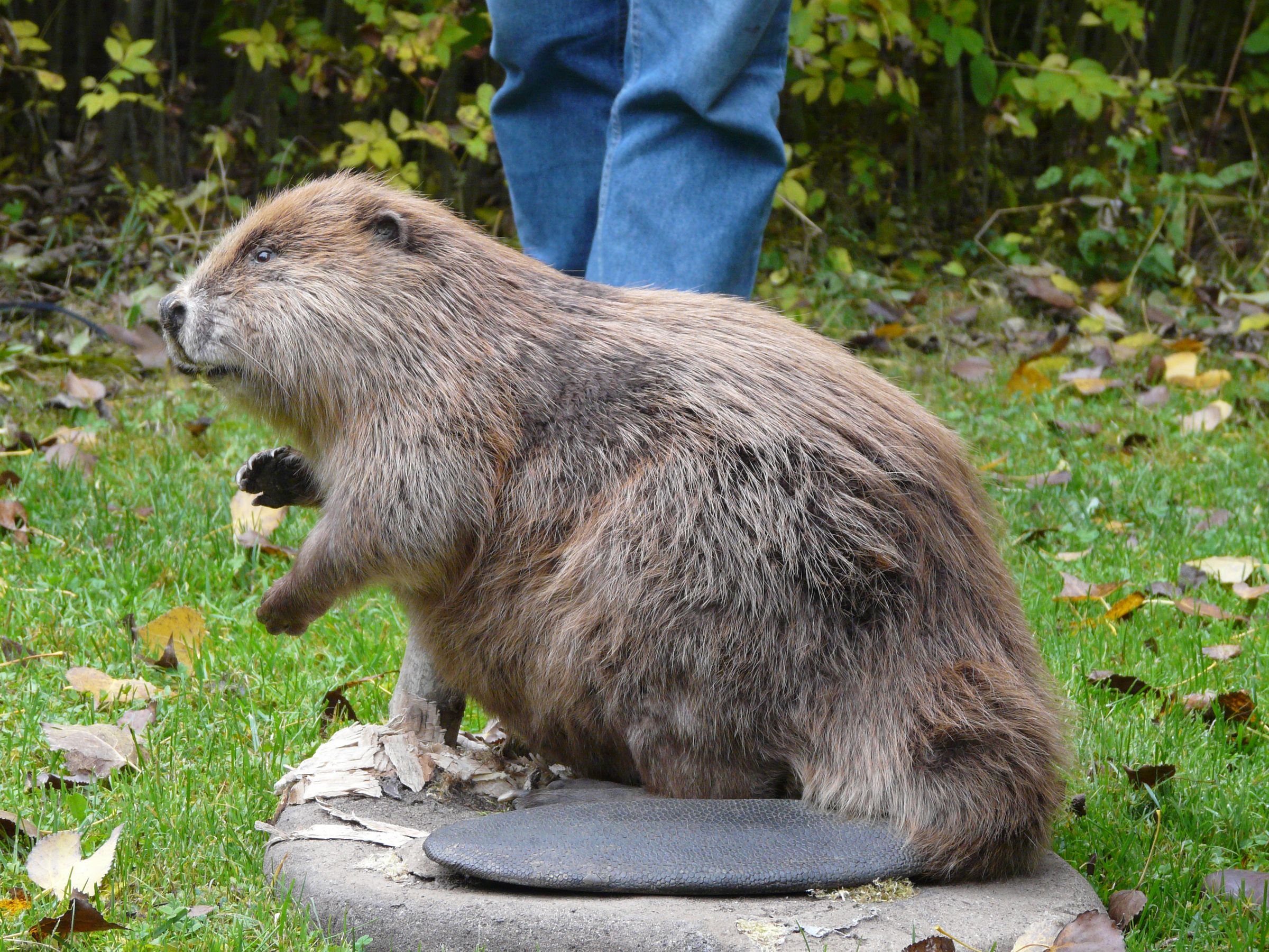 Ein ausgestopfter Biber (Bild: Sabine Lessig)