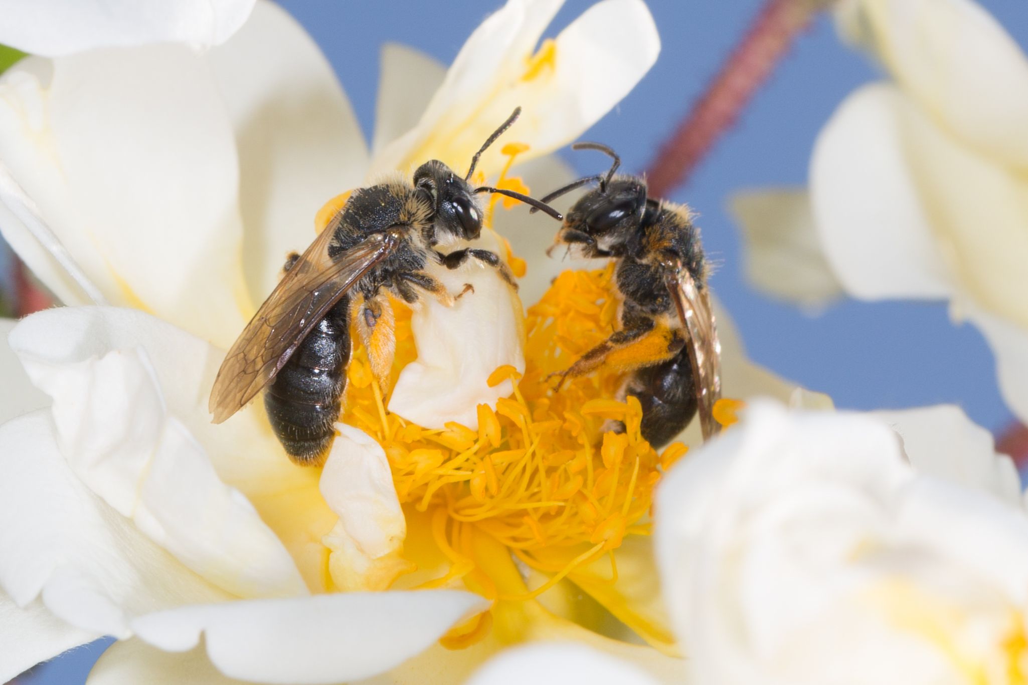 Zwei Düstersandbienen auf einer Blüte (Bild: Johannes Selmansberger)