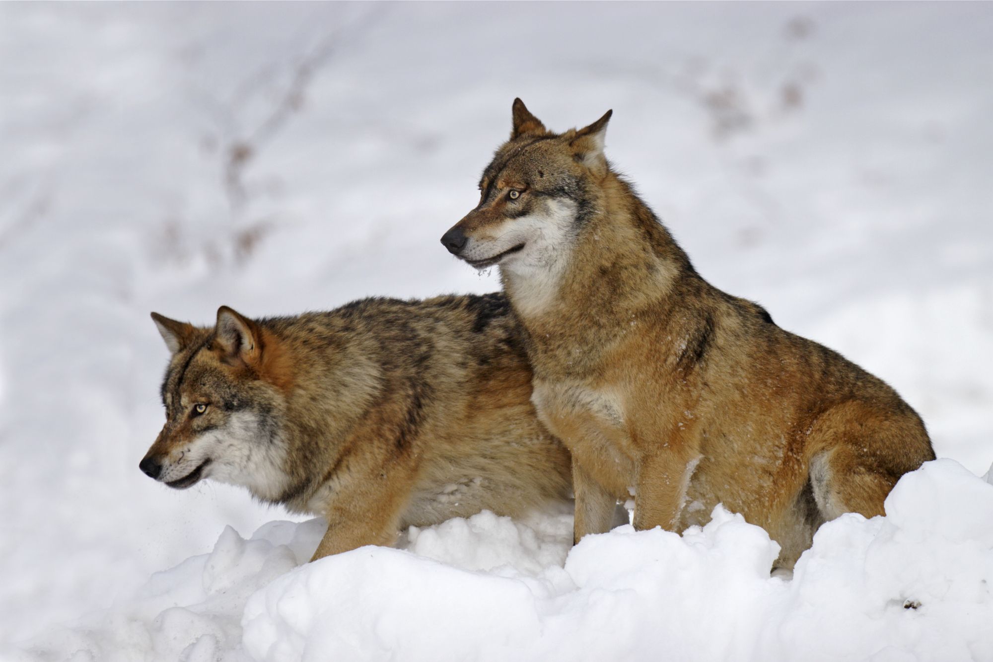 Zwei Wölfe im Schnee (Bild: Marcus Bosch)