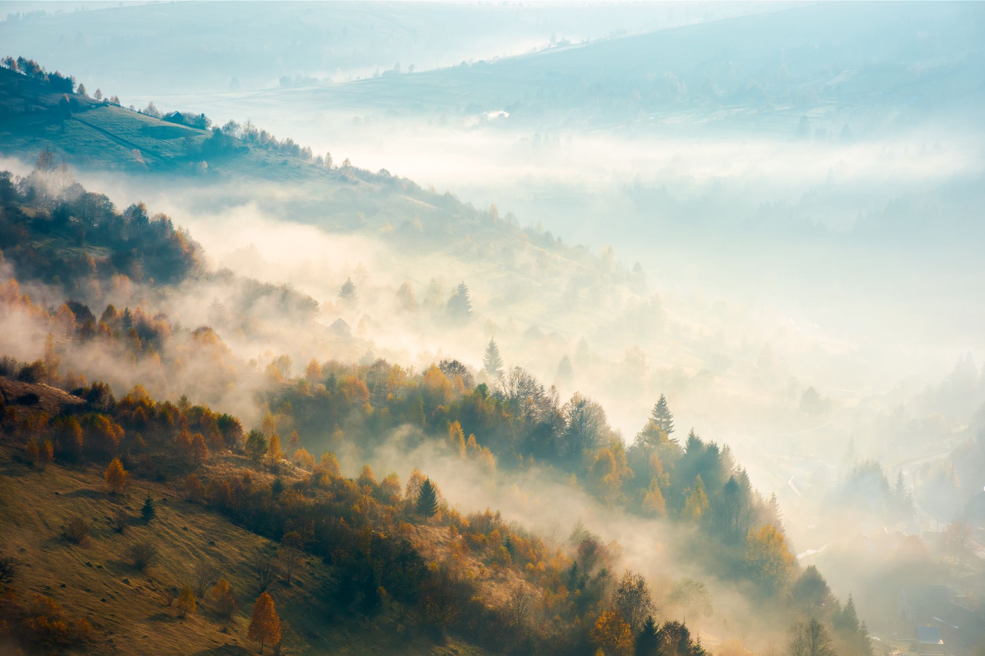 Waldlandschaft im Nebel: Das Bild steht sinnbildlich für den Schwerpunkt "Wald im Wandel". (Foto: Pellinni/stock.adobe.com)