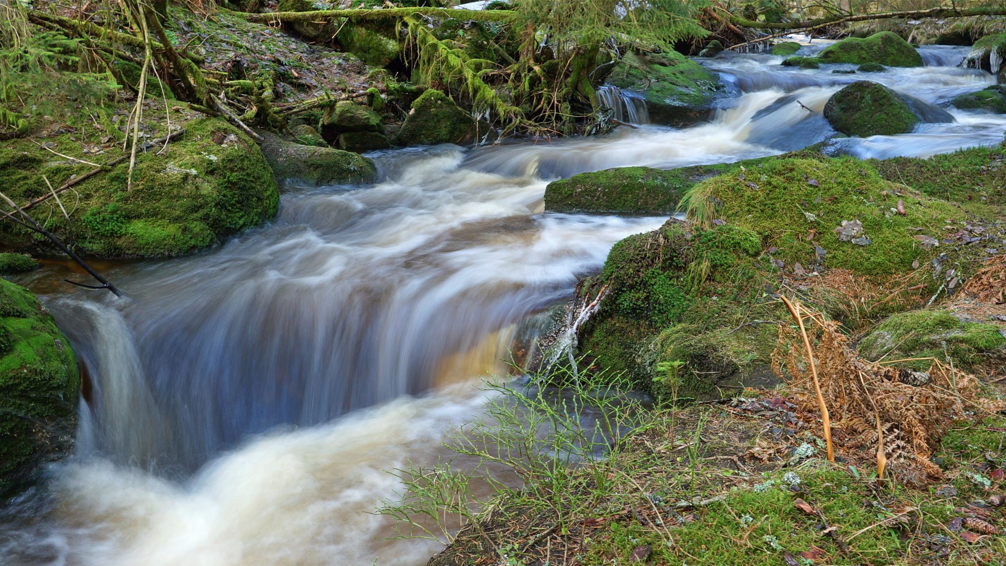 Die Wartaweiler Gespräche decken eine Vielzahl von Gesellschafts- und Umweltthemen ab. Im Mittelpunkt 2025: Lebendige Bäche in Bayern, wie hier im Bild ein plätschernder Bach im Wald (Foto: Wolfgang Schödel)