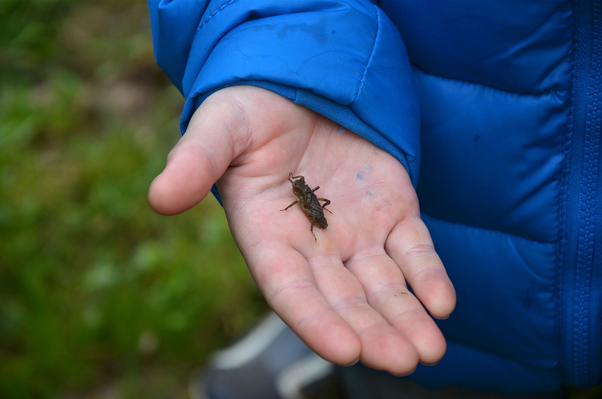 Libellenlarve in Kinderhand (Bild: Cornelia Schlosser)