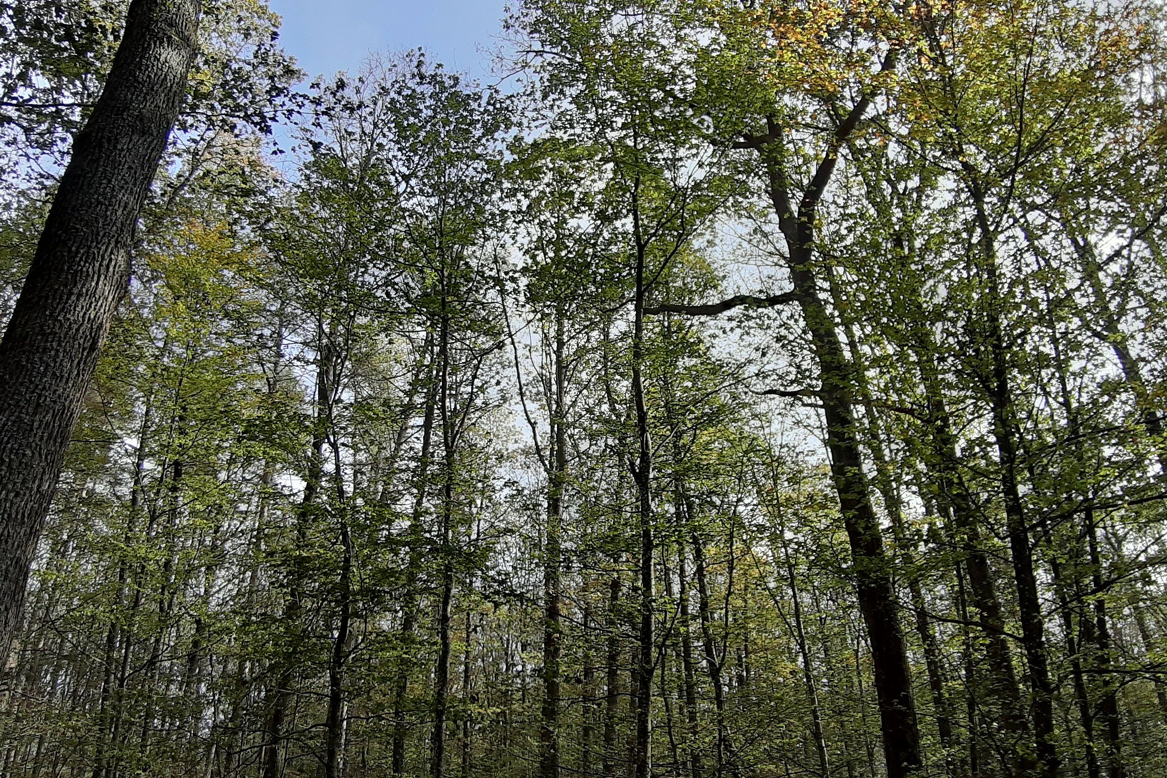 Nach Kahlfraß wiederbelaubter Eichenwald in Gunzenhausen (Foto: BN)