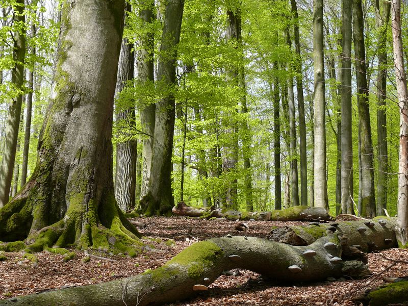 Ein Wald mit dicken Laubbäumen mit viel Totholz mit Pilzen darauf am Boden. (Foto: Michael Kunkel)