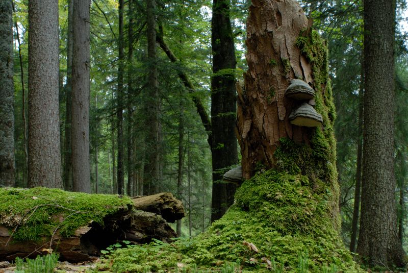 Pilzbewachsenes Totholz in einem Nadelwald (Foto: Ralf Straußberger)
