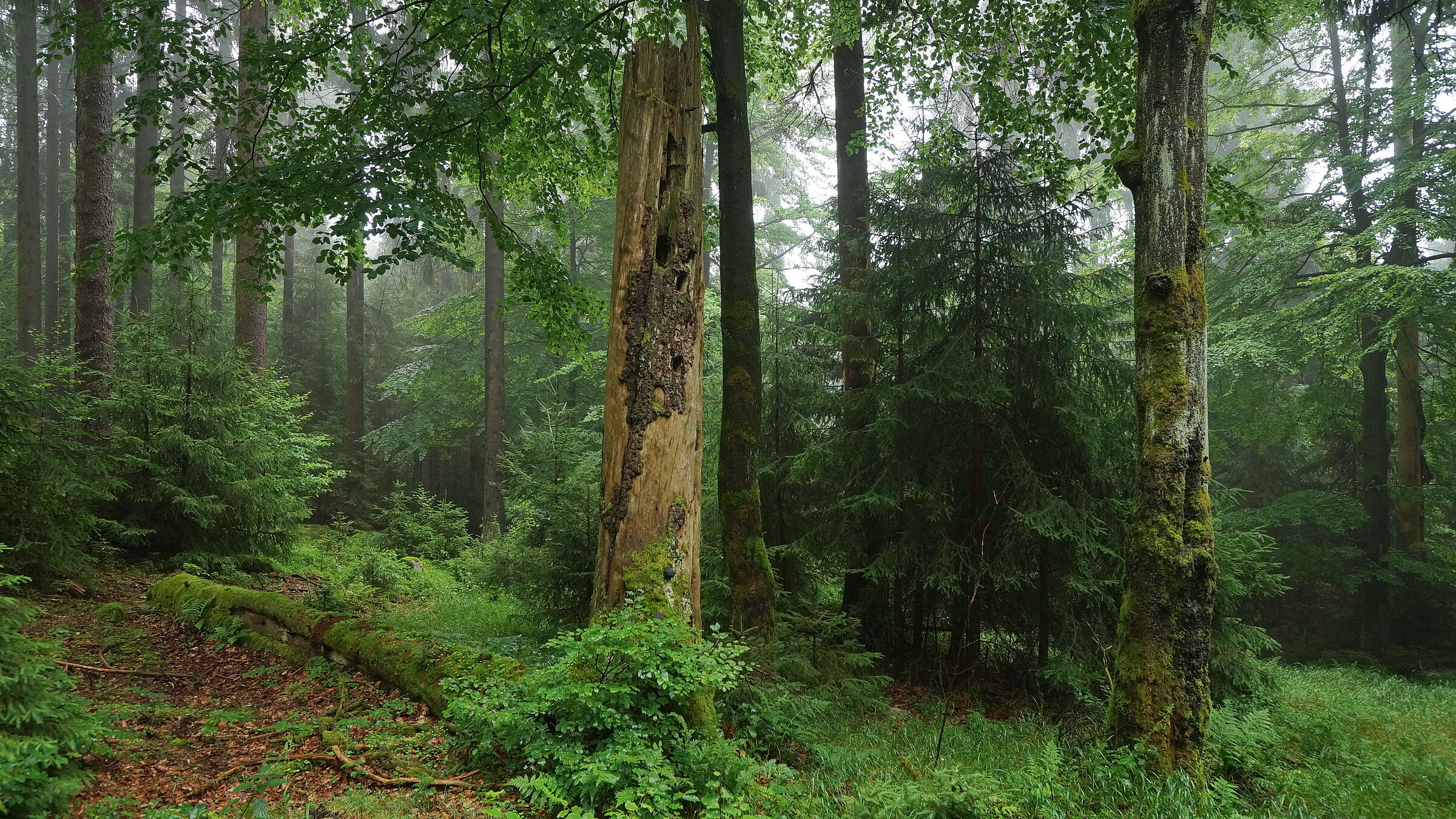 Dichtstehende große und kleine Bäume, in der Bildmitte liegendes und stehendes Totholz. (Foto: Wolfgang Schödel)