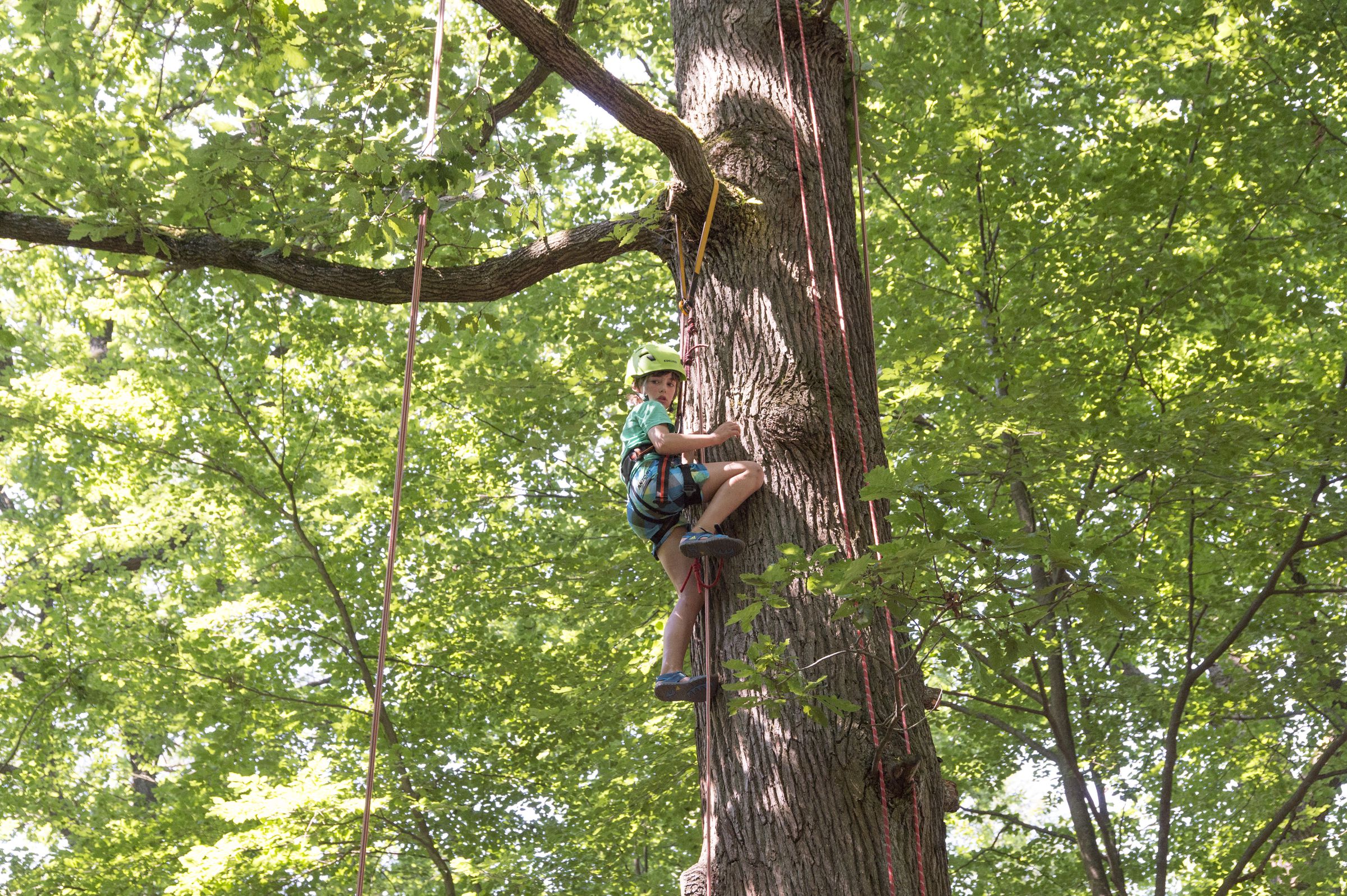 Ein Kind mit mit Helm klettert, gesichert durch ein Seil an einem Baum empor. Das Reichswaldfest bietet viele Attraktionen (Foto: Toni Mader)