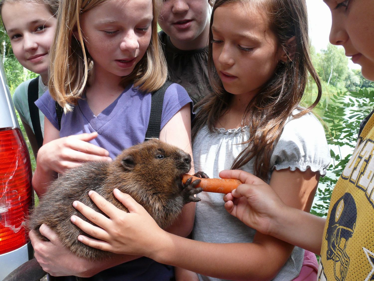 Zwei Mädchen füttern einen Biber mit einer Möhre. Das Reichswaldfest bietet viele Attraktionen für Kinder. (Foto: Toni Mader)