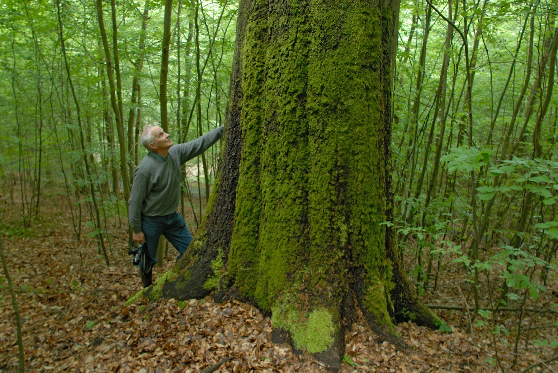 Kartierungsprojekt im Steigerwald: Aktive vermessen einen dicken, alten Baum im Waldgebiet "Hoher Buchener Wald"