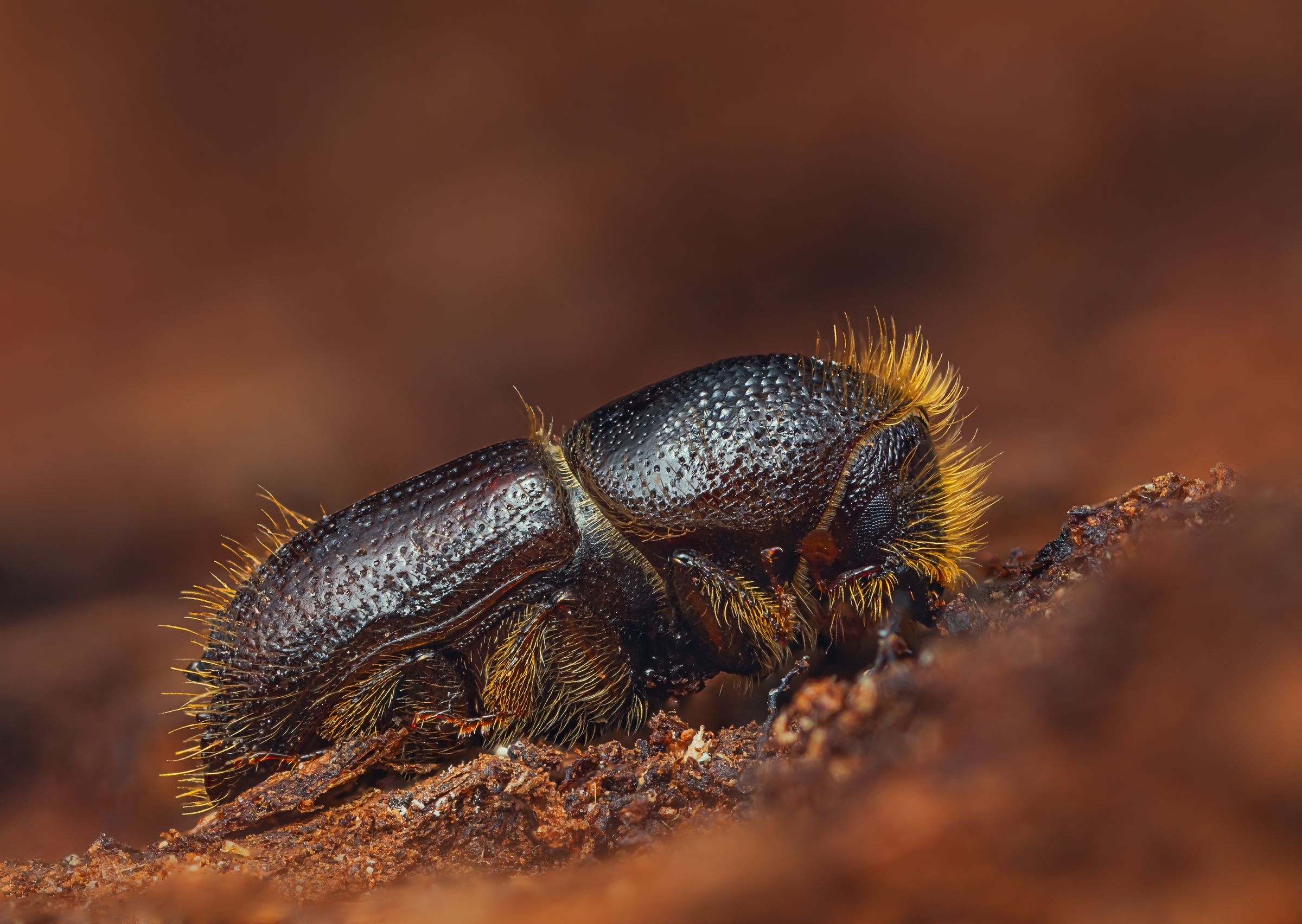 Ein Buchdrucker sitzt auf einem Baum. Die Käfer sind auf Nadelbäume spezialisiert. (Foto: lukjonis/stock.adobe.de)