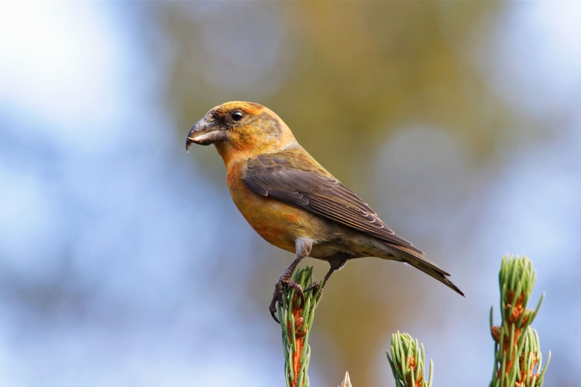 Ein orange-brauner Vogel mit kräftigem überkreuzten Schnabel sitzt auf einem Nadelbaum. Dieser eignet sich perfekt zum Öffnen von Fichtenzapfen (Foto: Marcus Bosch)