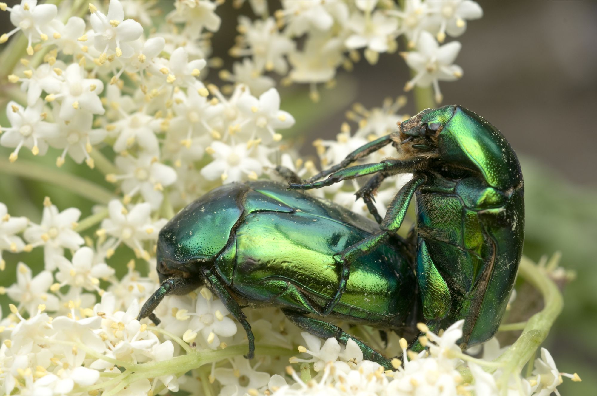 Zwei grünschillernde Große Rosenkäfer sitzen auf einer Hollunderblütendolde. Die Larven des Käfers entwickeln sich über drei Jahre lang in Baumhöhlen, bevorzugt in Eichen. (Foto: Thomas Stephan)
