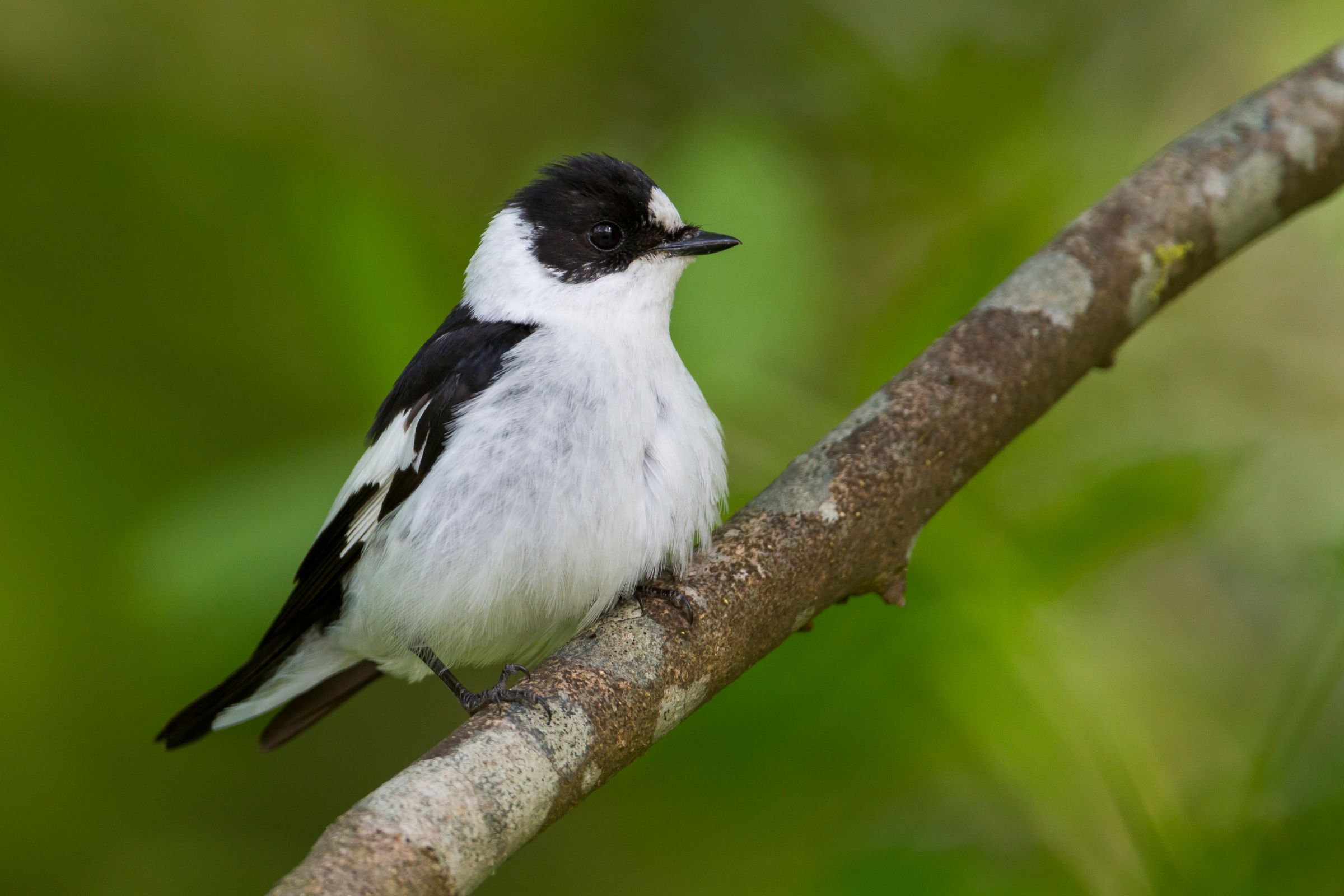 Ein Halsbandschnäpper sitzt auf einem Zweig. Er ist auf einen alten, höhlenreichen Baumbestand angewiesen. (Foto: AGAMI/stock.adobe)