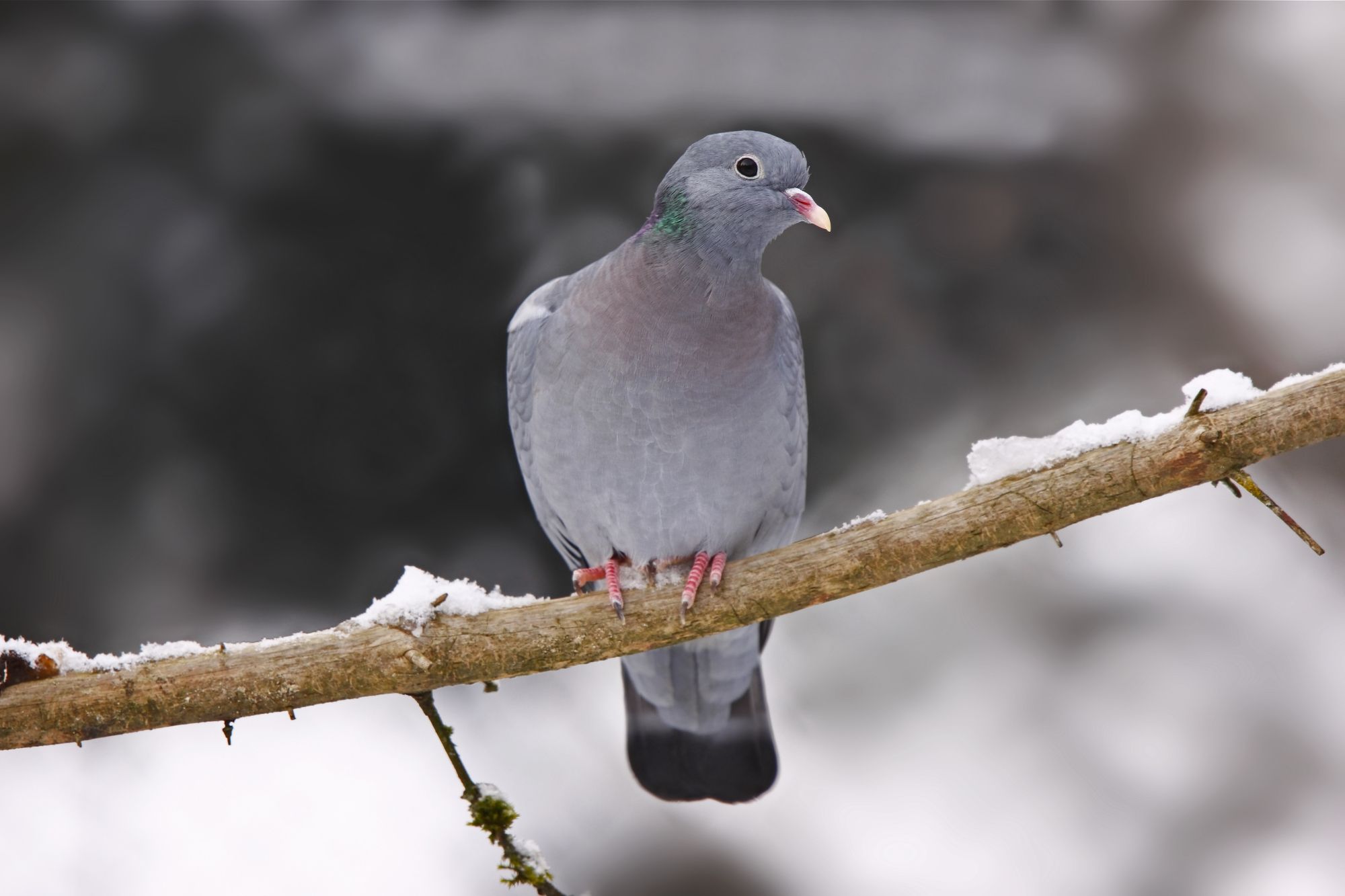 Eine Taube sitzt auf einem verschneiten Ast. Die Hohltaube liebt alte Wälder. (Foto: Marcus Bosch)