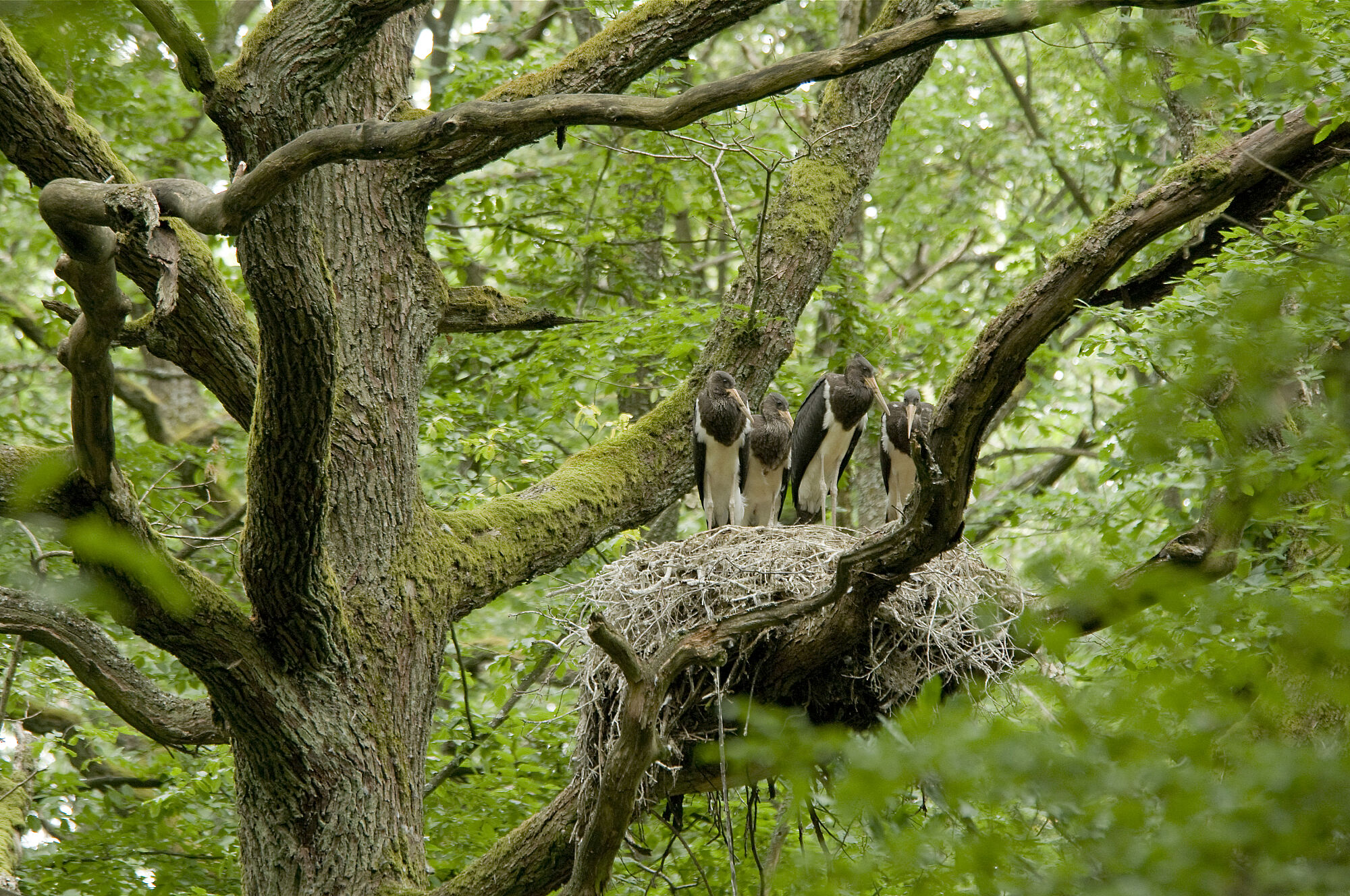 Drei Schwarzstörche sitzen in ihrem Nest auf einem Baum. Schwarzstörche brauchen ruhige, ausgedehnte Laub- und Mischwälder. (Foto: Thomas Stephan)