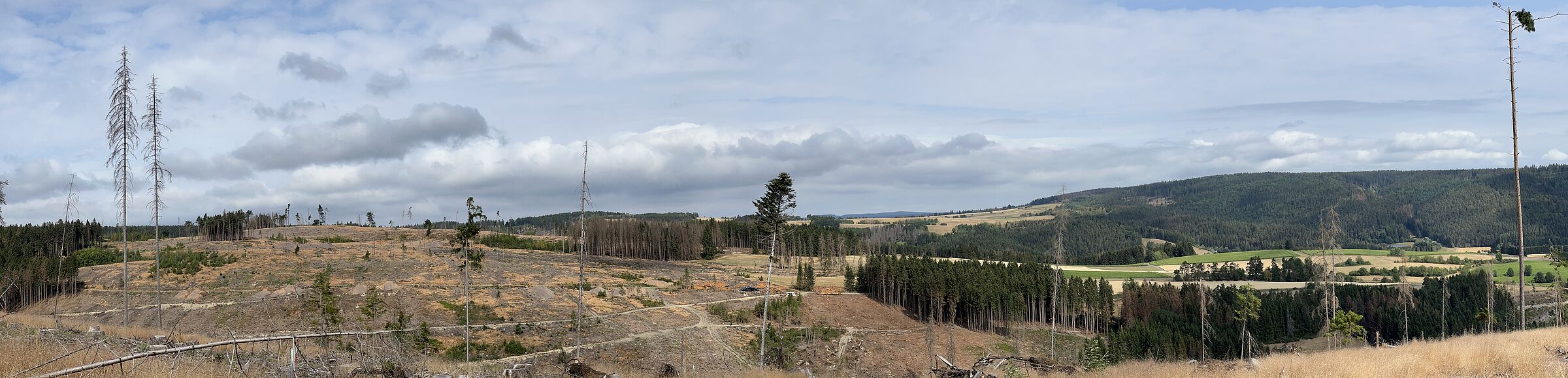 Zwei Hügel, der eine ist bewaldet, auf dem anderen ist der Wald abgestorben und es stehen nur noch Gerippe dort. (Foto: Ralf Straußberger)