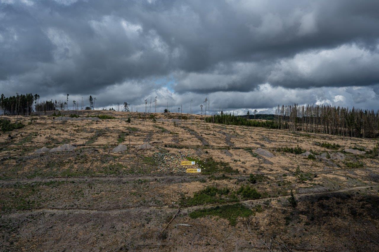 Ein großer kahler Hügel mit einigen Baumgerippen. Die abgestorbenen Flächen müssen sofort wieder aufgeforstet werden. (Foto: Toni Mader)