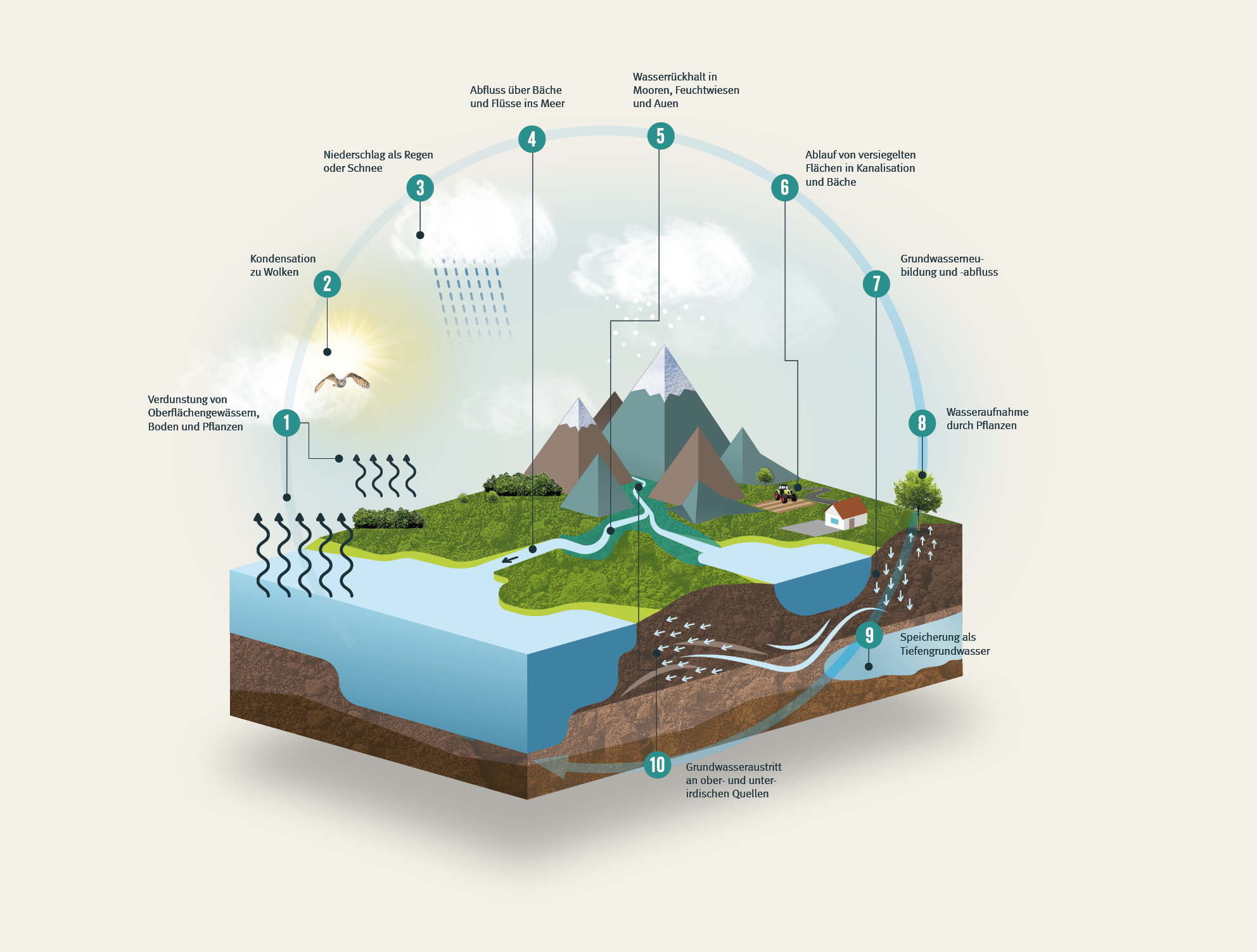 Grafik natürlicher Wasserkreislauf: von Verdunstung über Versickerung bis zum Austritt an Quellen (Grafik: BN) 
