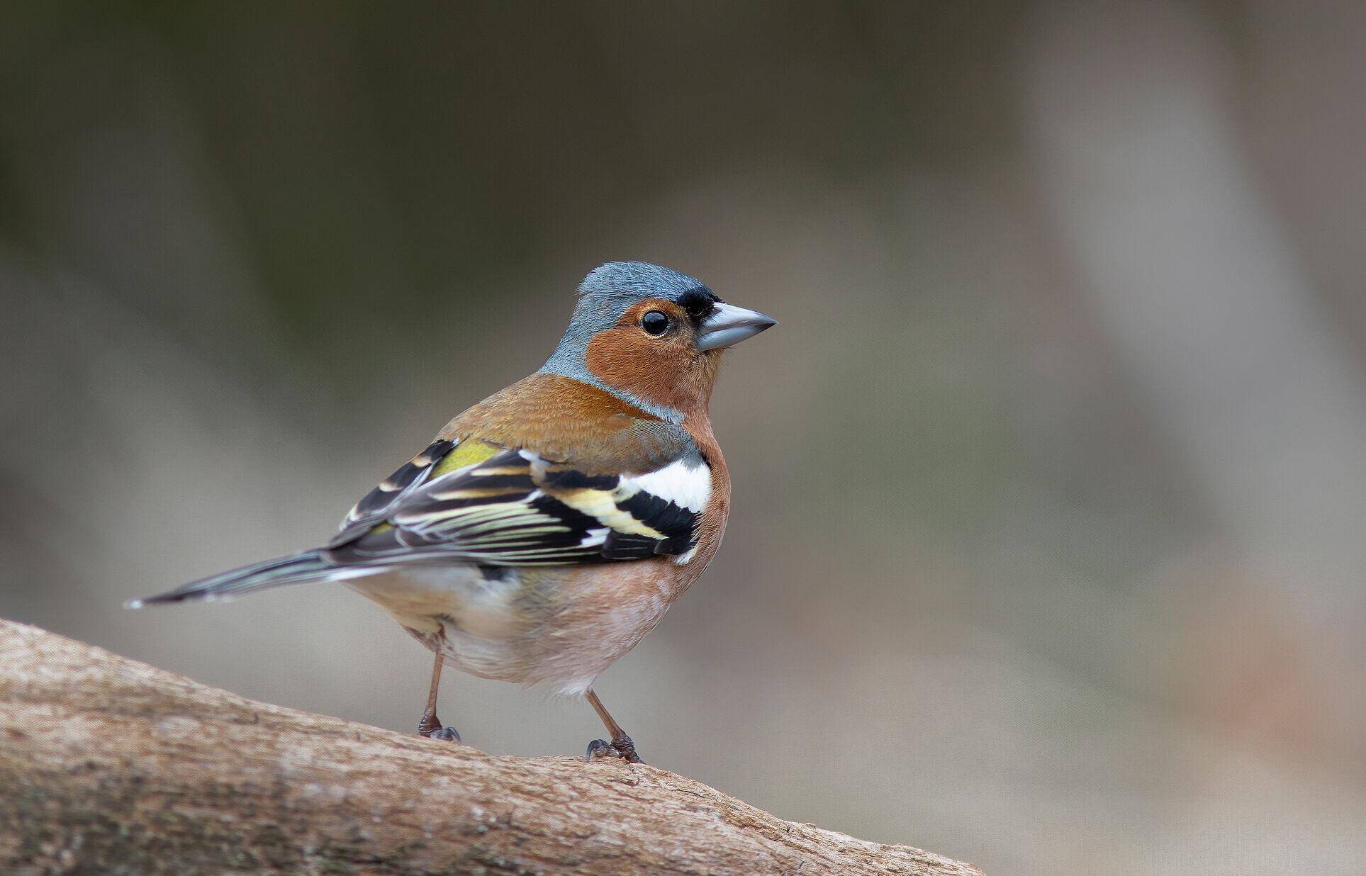 Ein Buchfink sitzt auf einem Holzstück. Der Buchfink ist der häufigste Vogel Deutschlands. (Foto: justas/stock.adobe.com) 