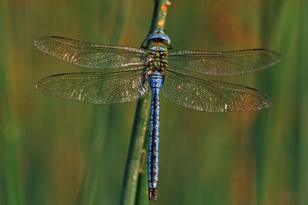 Eine männliche Große Königslibelle (Anax imperator)