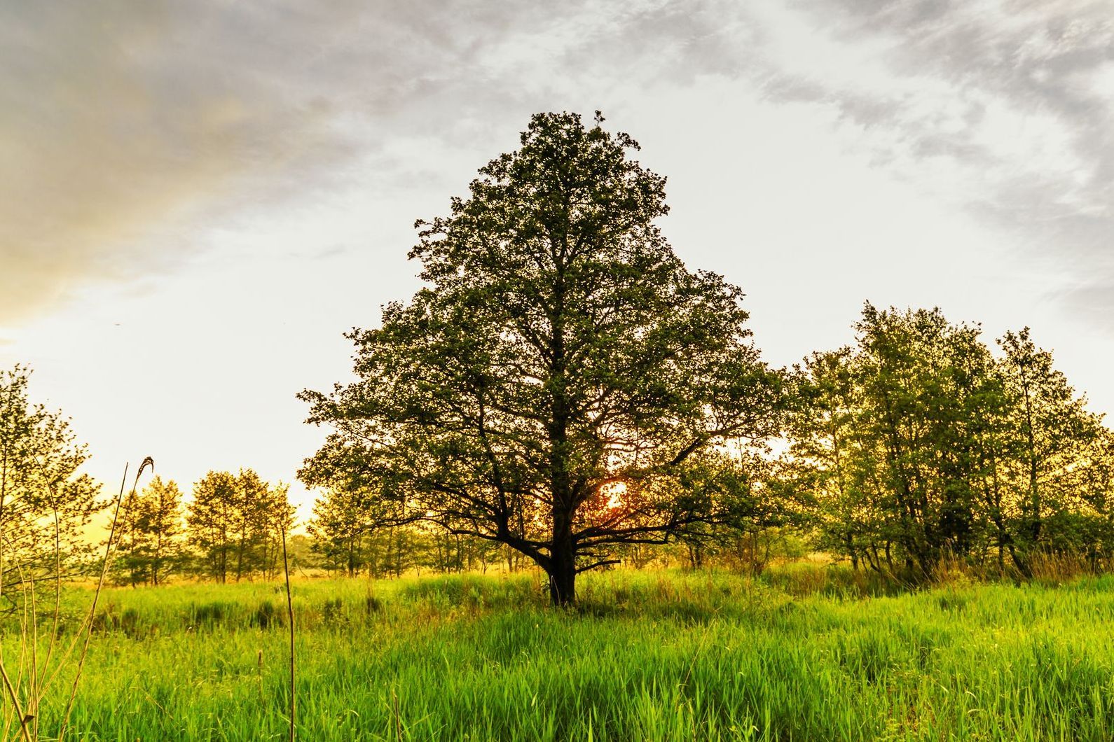 Stadtbaum-Portraits: Erle auf einer grünen Wiese in stimmungsvollem Abendlicht (Foto: photodigitaal.nl/stock.adobe.com)
