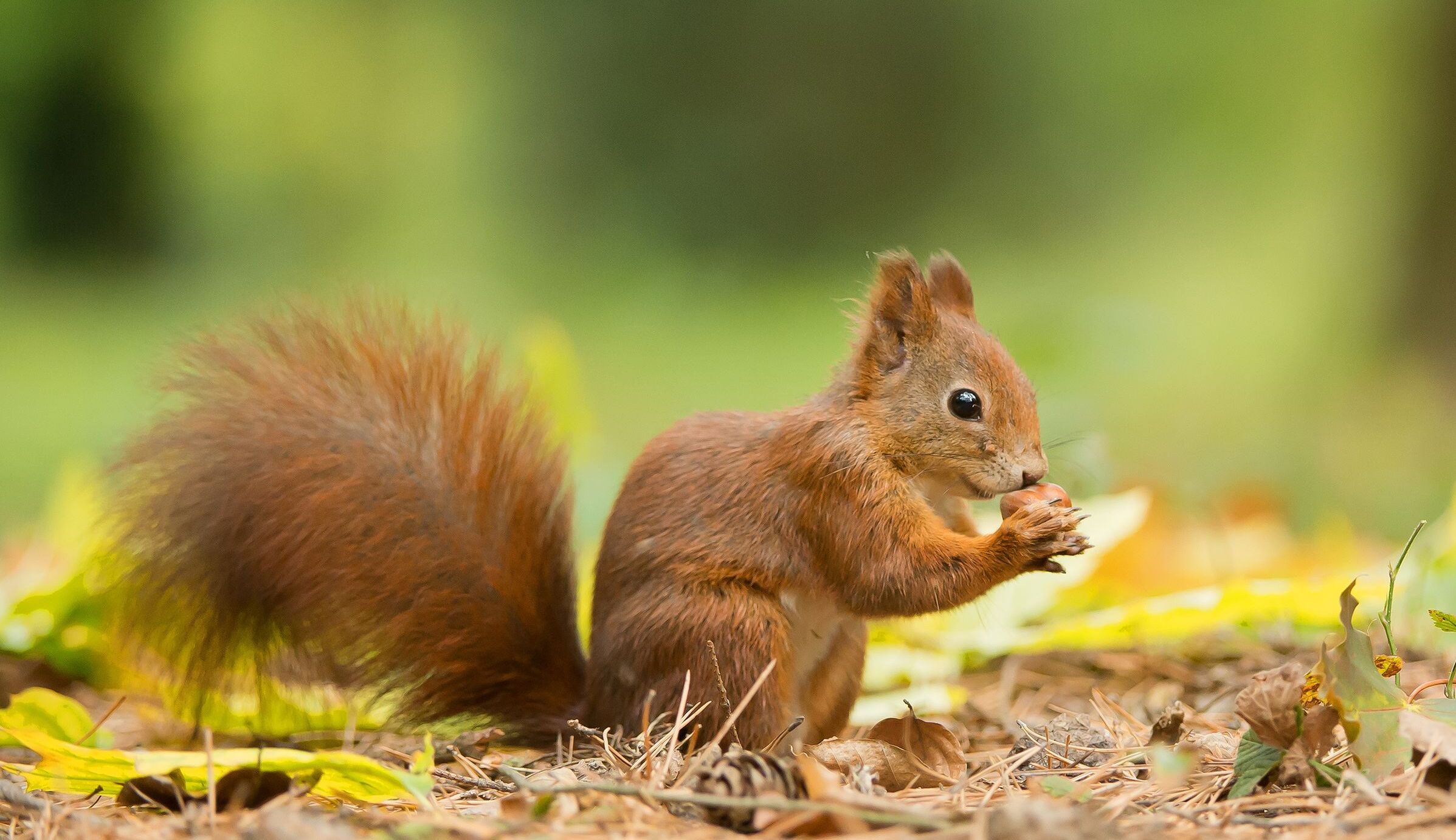 Ein junges rotes Eichhörnchen frisst eine Haselnuss. Eichhörnchen fressen gerne Nüsse, sind aber Allesfresser. (Foto: mzphoto11/stock.adobe.com) 