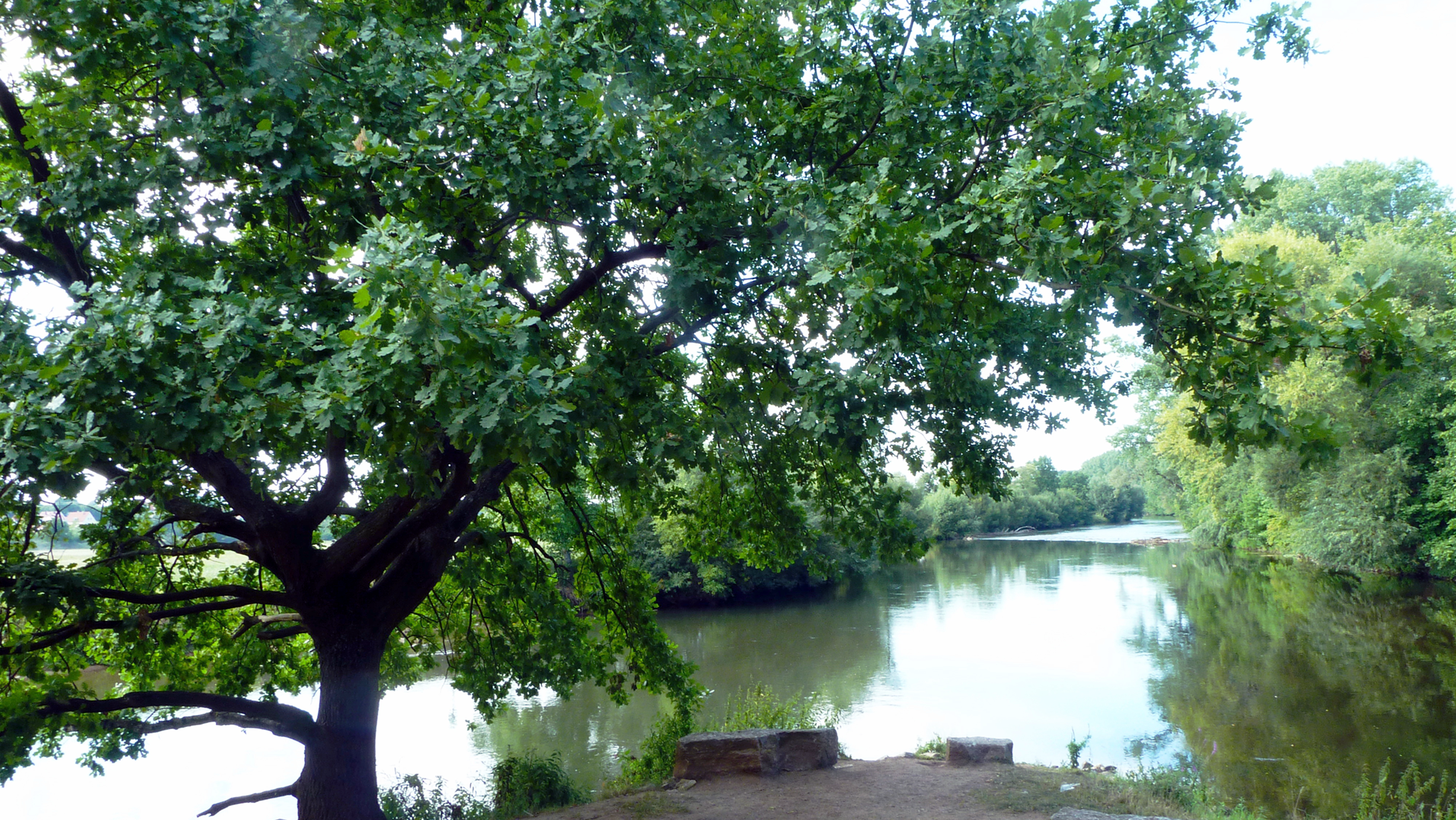 Eine Eiche steht im Vordergrund am Ufer der Fürther Flussauen. Im Hintergrund verläuft der Fluss, dessen Ufer auf beiden Seiten dicht mit Bäumen und Büschen bewachsen sind.