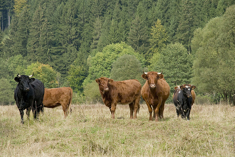 Rinder auf einer von Bäumen gesäumten Weide (Foto: Thomas Stephan)